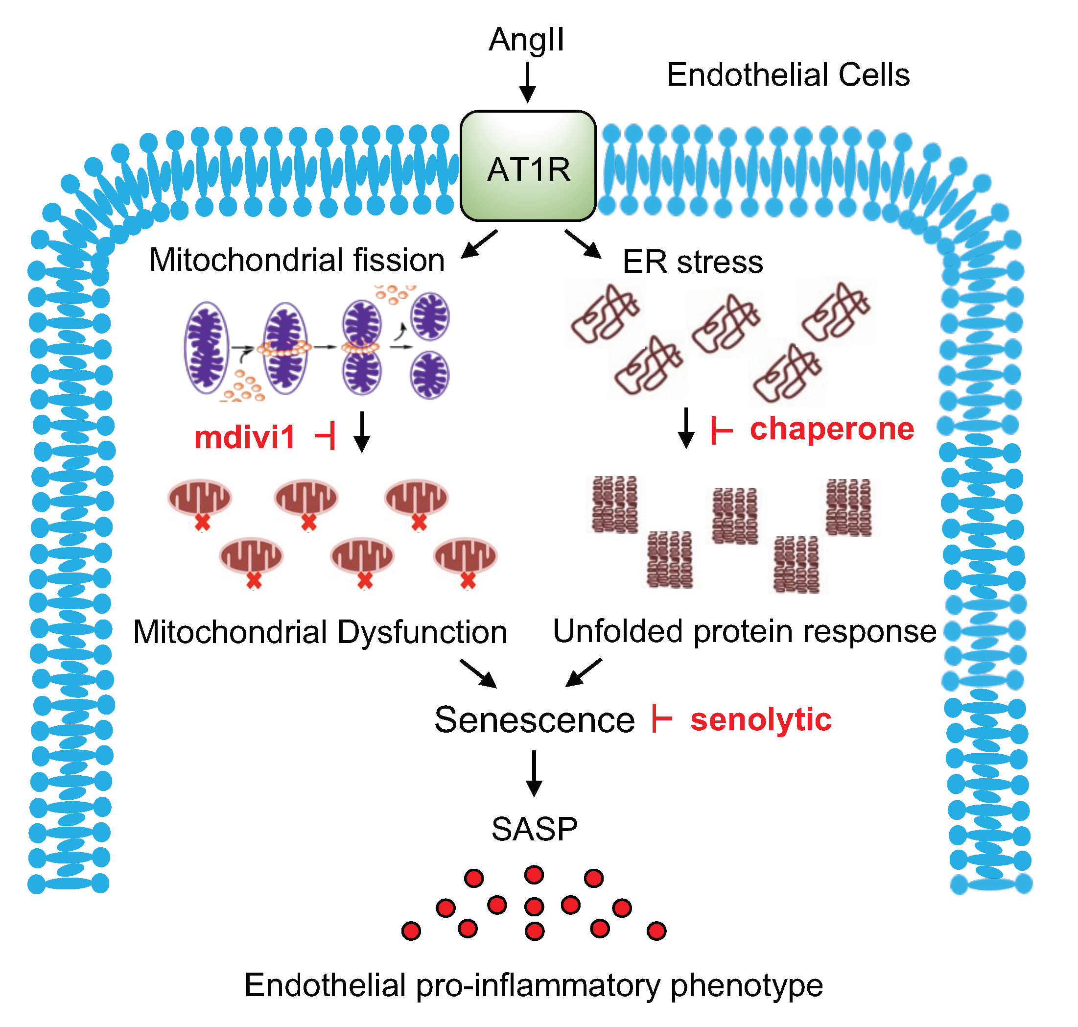 Ijms 21 03112 g005 Ijms 21 03112 g005