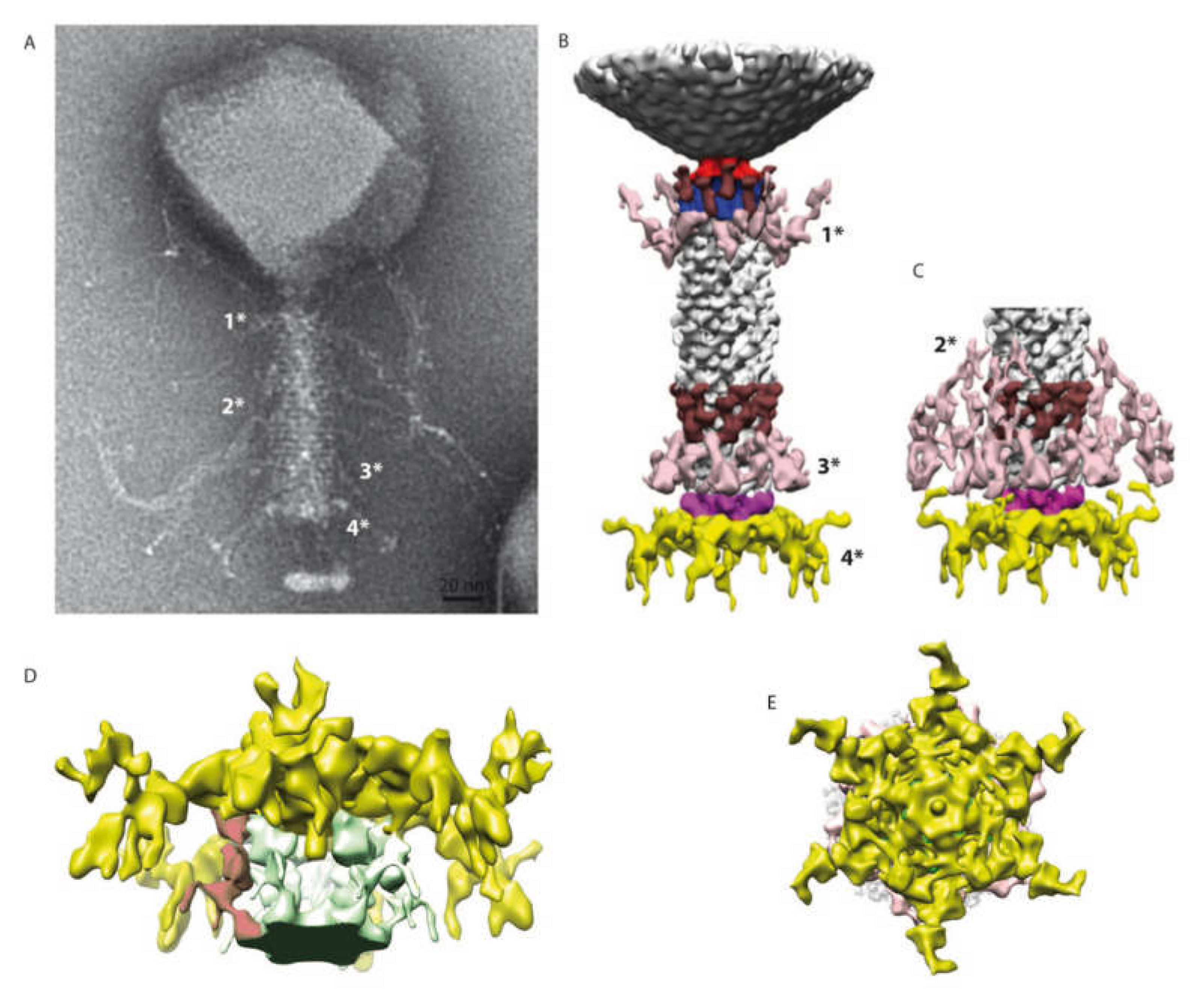 Ijms 21 03119 g005 Ijms 21 03119 g005