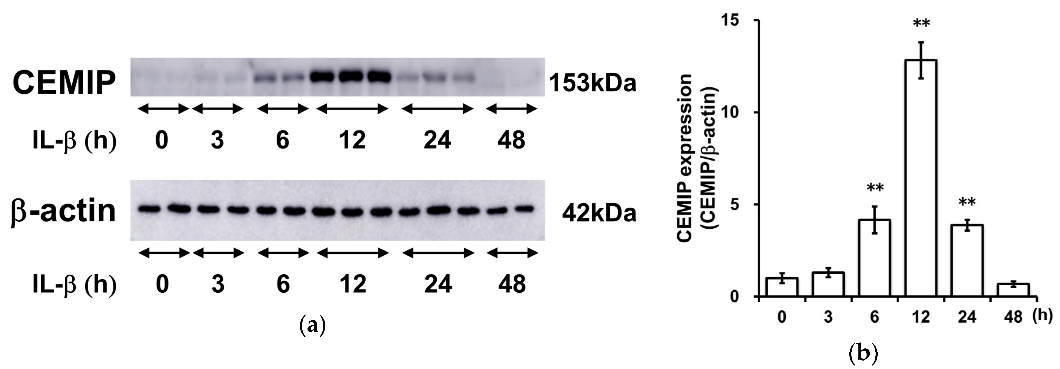 Ijms 21 03140 g003 Ijms 21 03140 g003