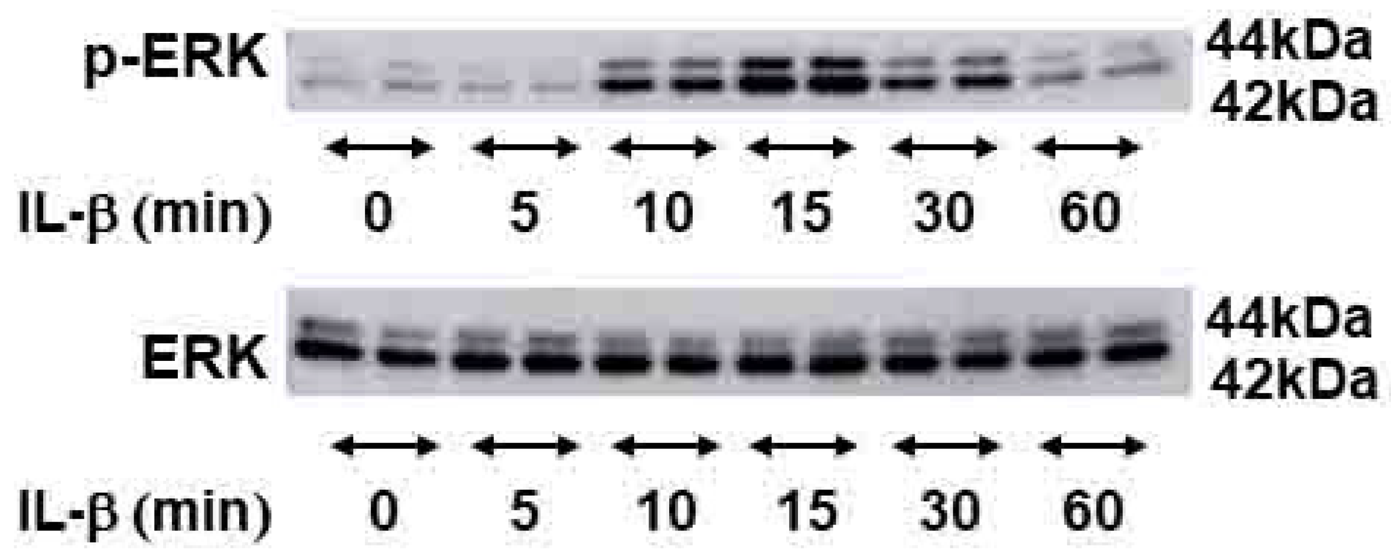 Ijms 21 03140 g004 Ijms 21 03140 g004