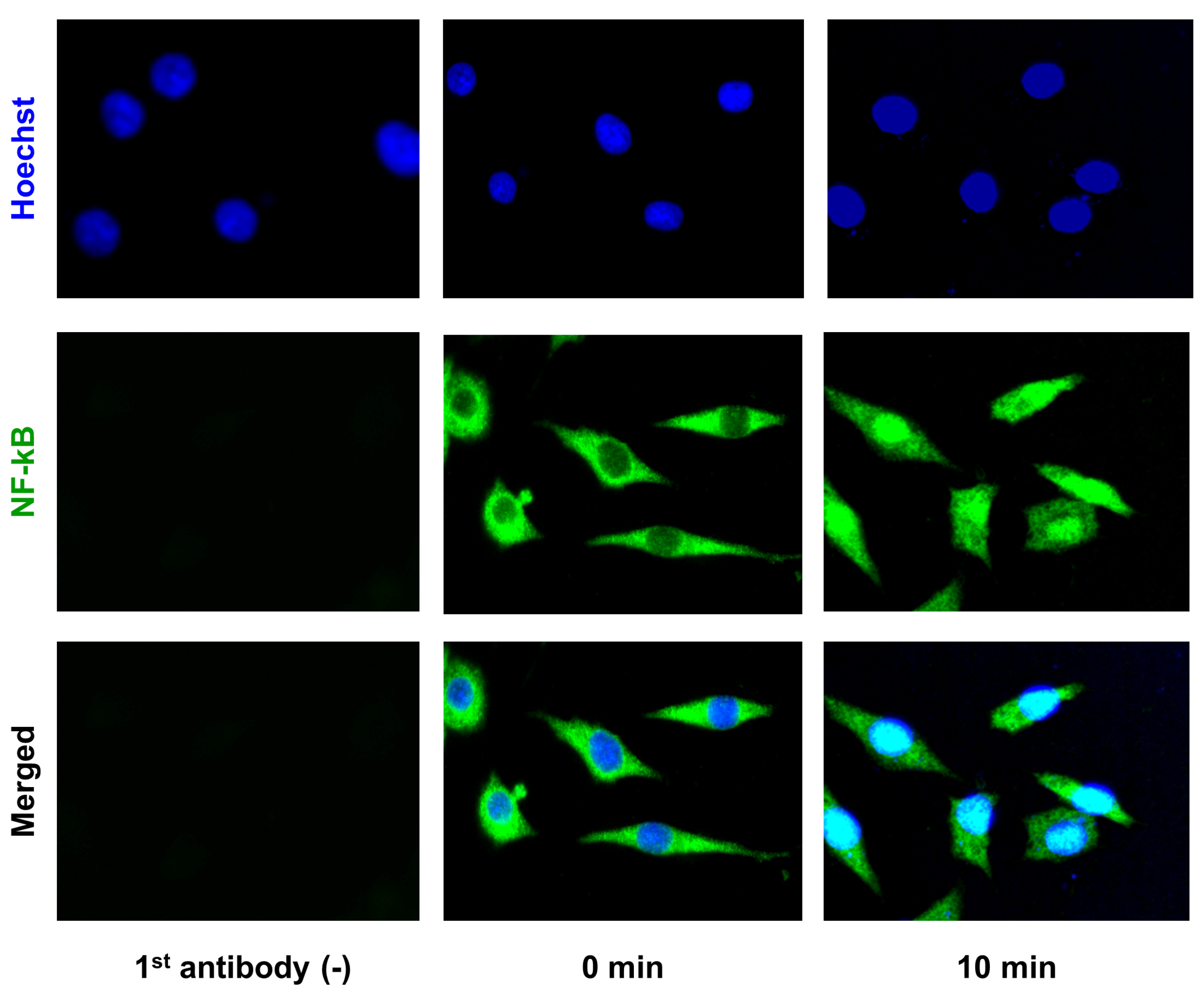 Ijms 21 03140 g006 Ijms 21 03140 g006