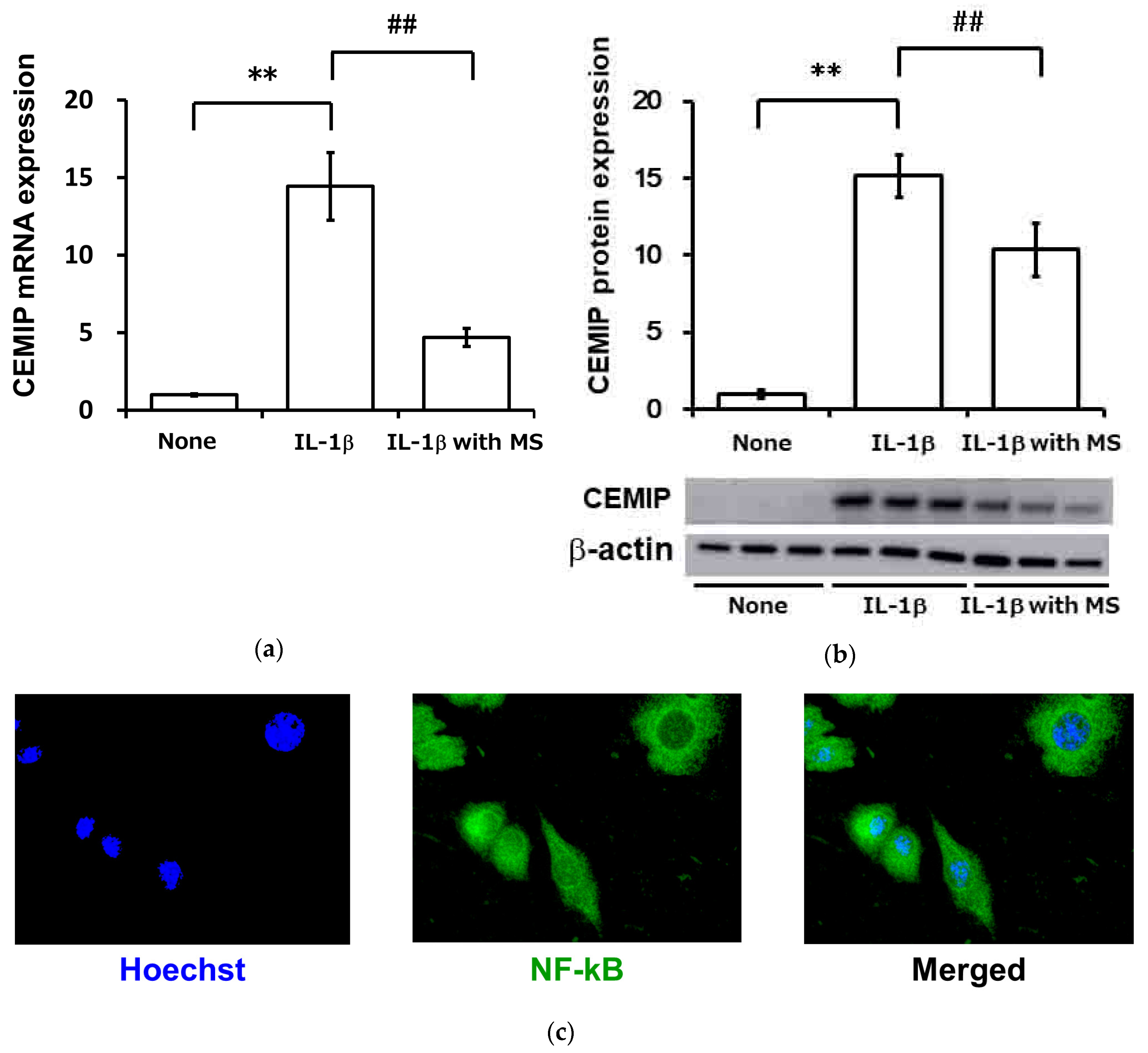 Ijms 21 03140 g009 Ijms 21 03140 g009