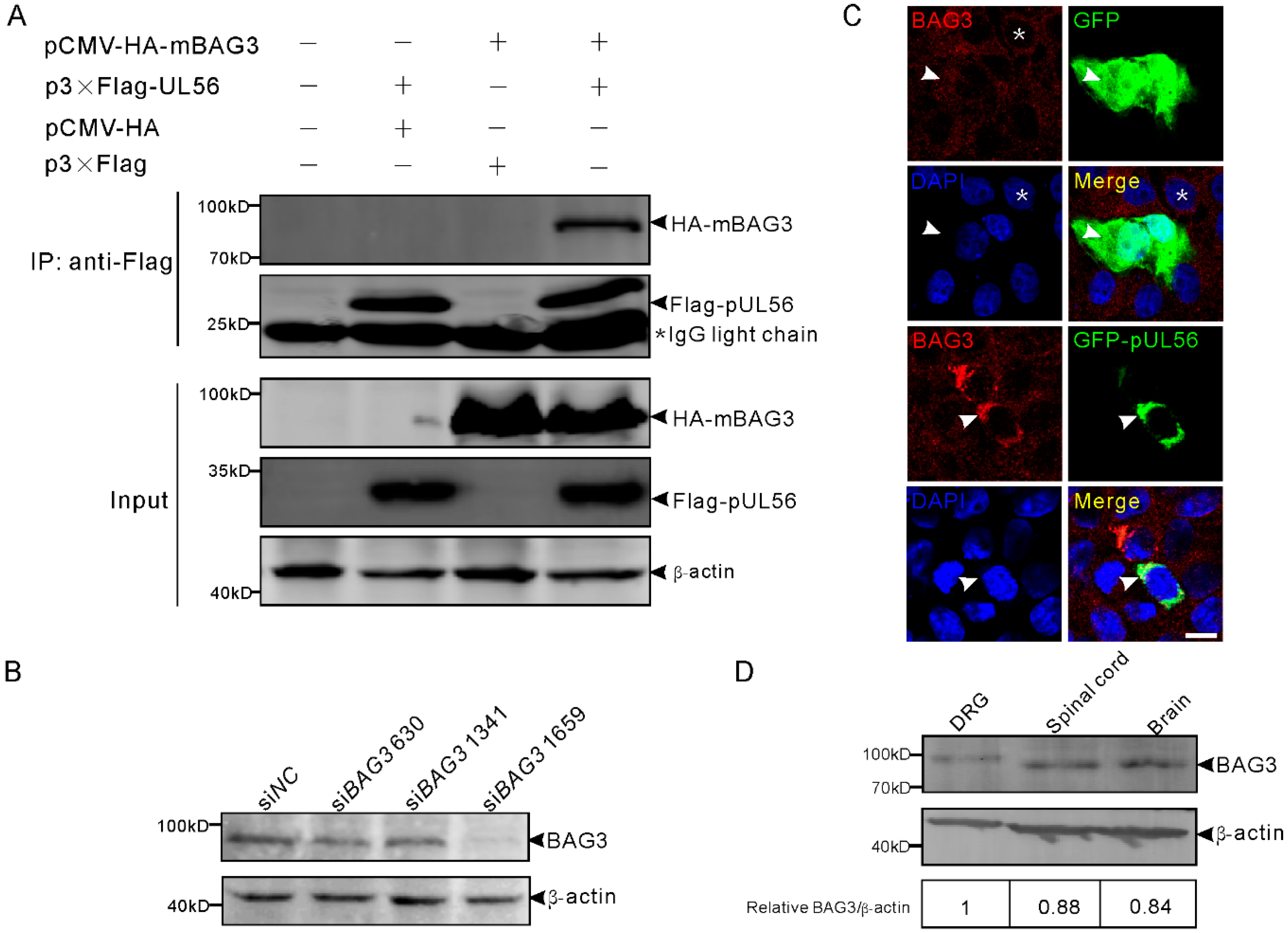 Ijms 21 03148 g001 Ijms 21 03148 g001