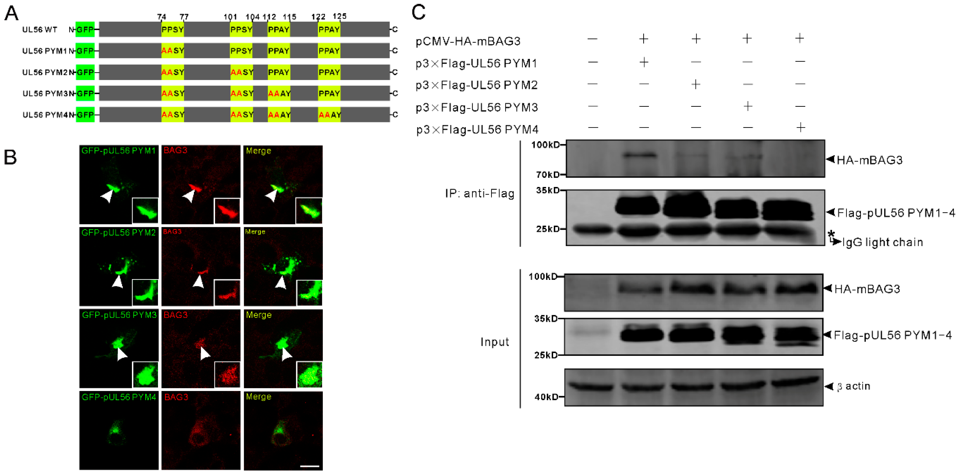 Ijms 21 03148 g002 Ijms 21 03148 g002