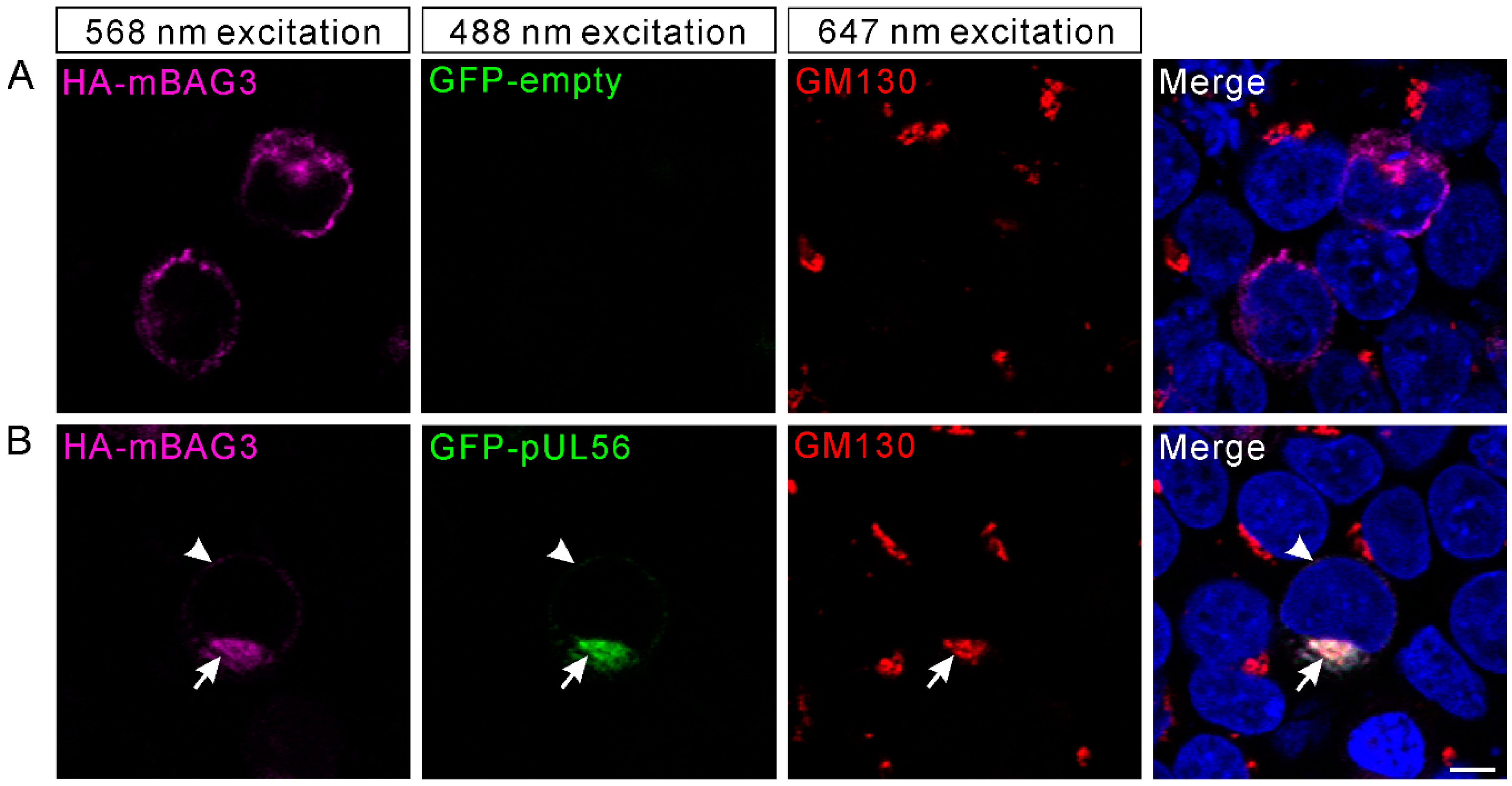 Ijms 21 03148 g003 Ijms 21 03148 g003