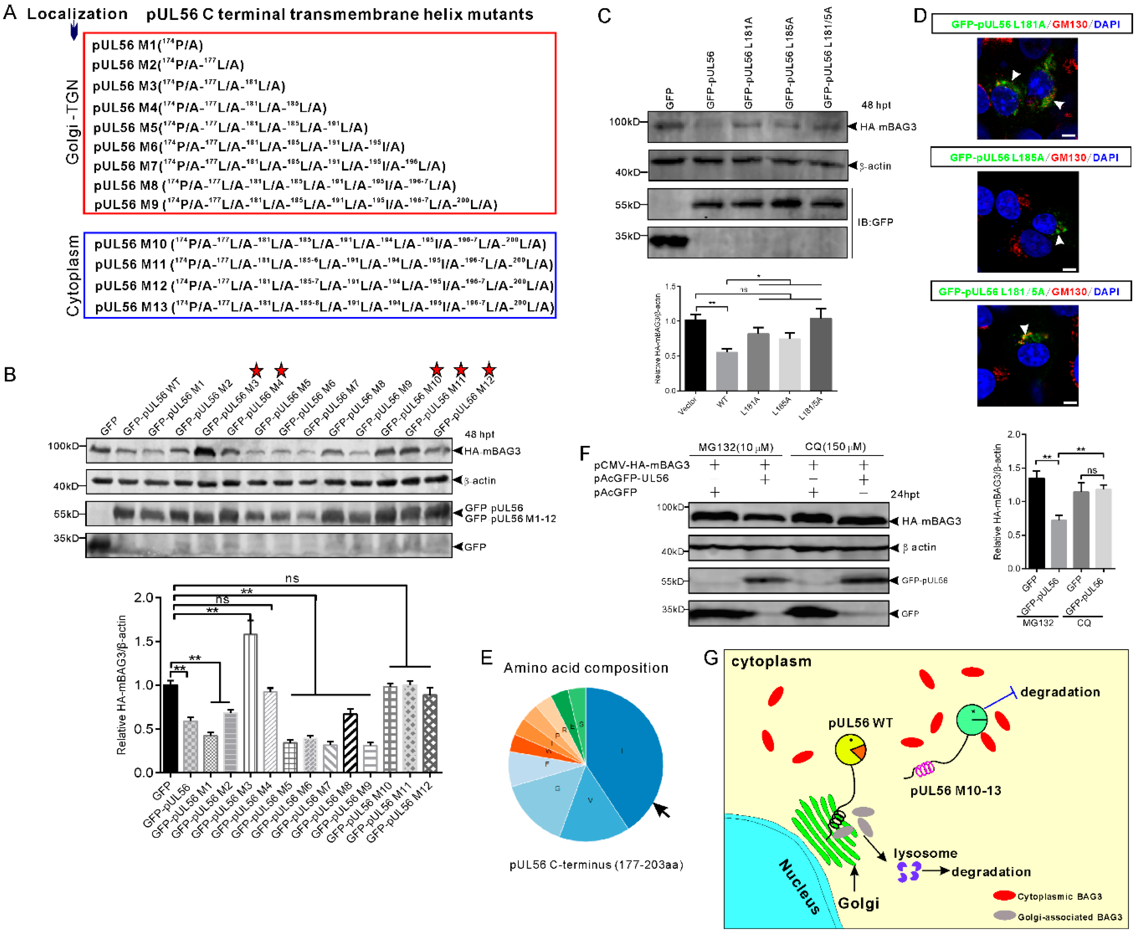 Ijms 21 03148 g005 Ijms 21 03148 g005