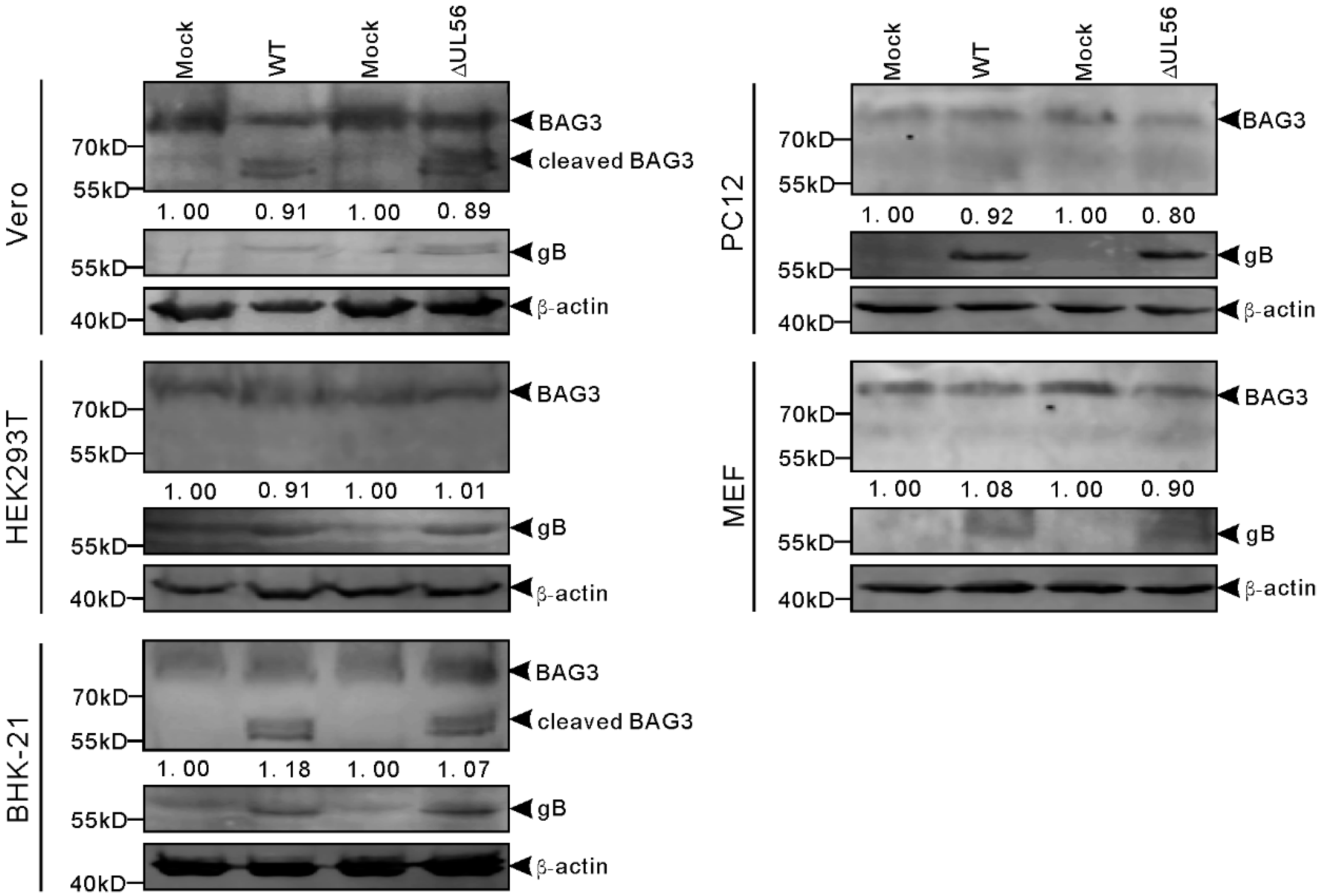 Ijms 21 03148 g006 Ijms 21 03148 g006