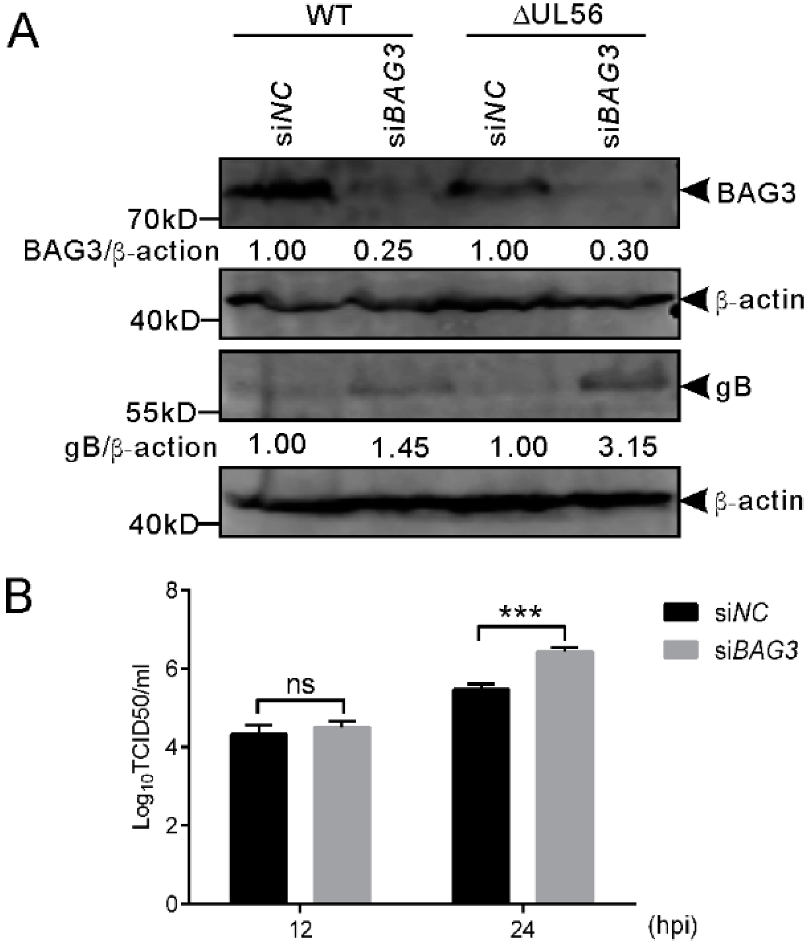 Ijms 21 03148 g008 Ijms 21 03148 g008