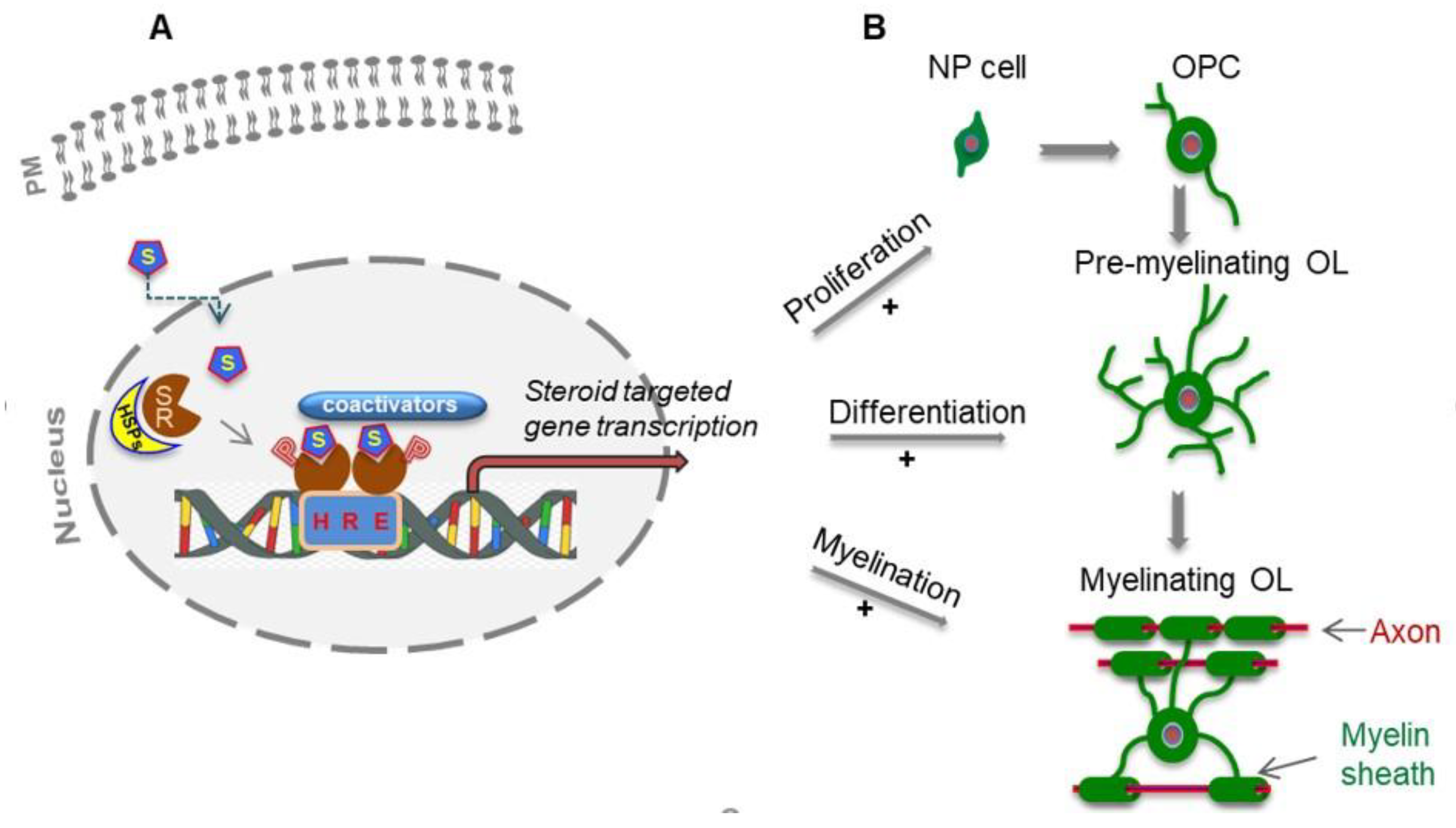 Ijms 21 03163 g001 Ijms 21 03163 g001