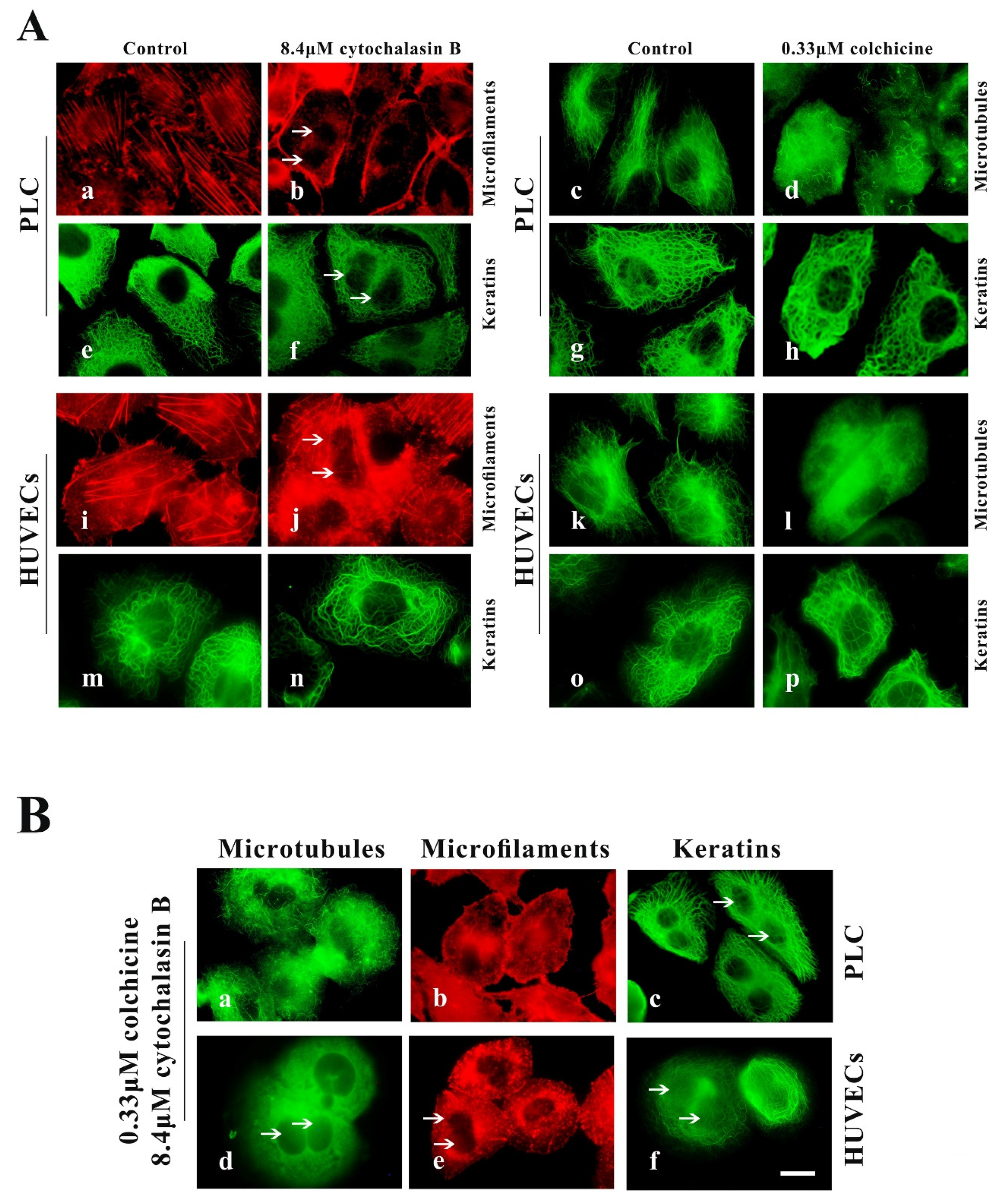 Ijms 21 03164 g002 Ijms 21 03164 g002