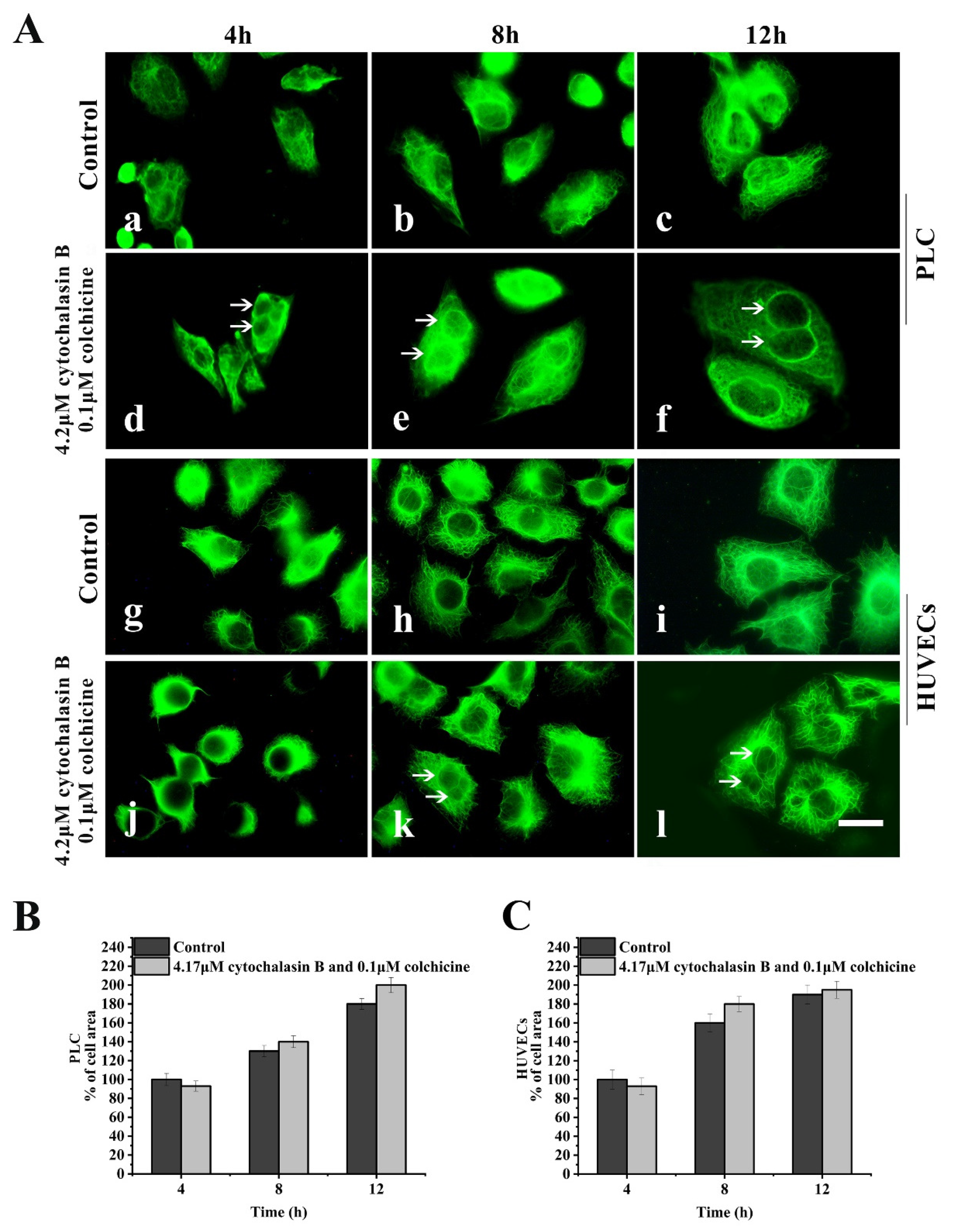 Ijms 21 03164 g003 Ijms 21 03164 g003