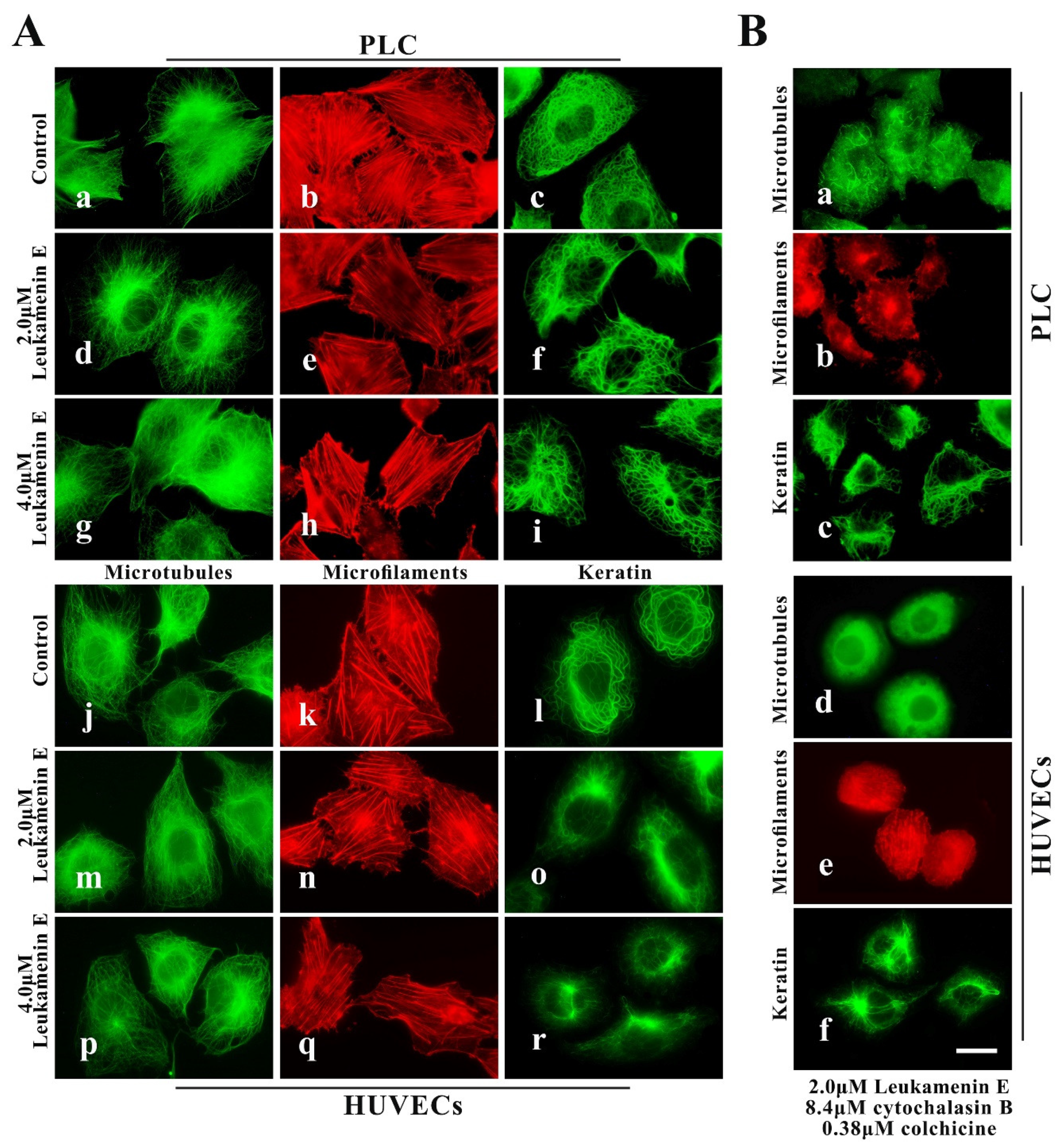 Ijms 21 03164 g004 Ijms 21 03164 g004