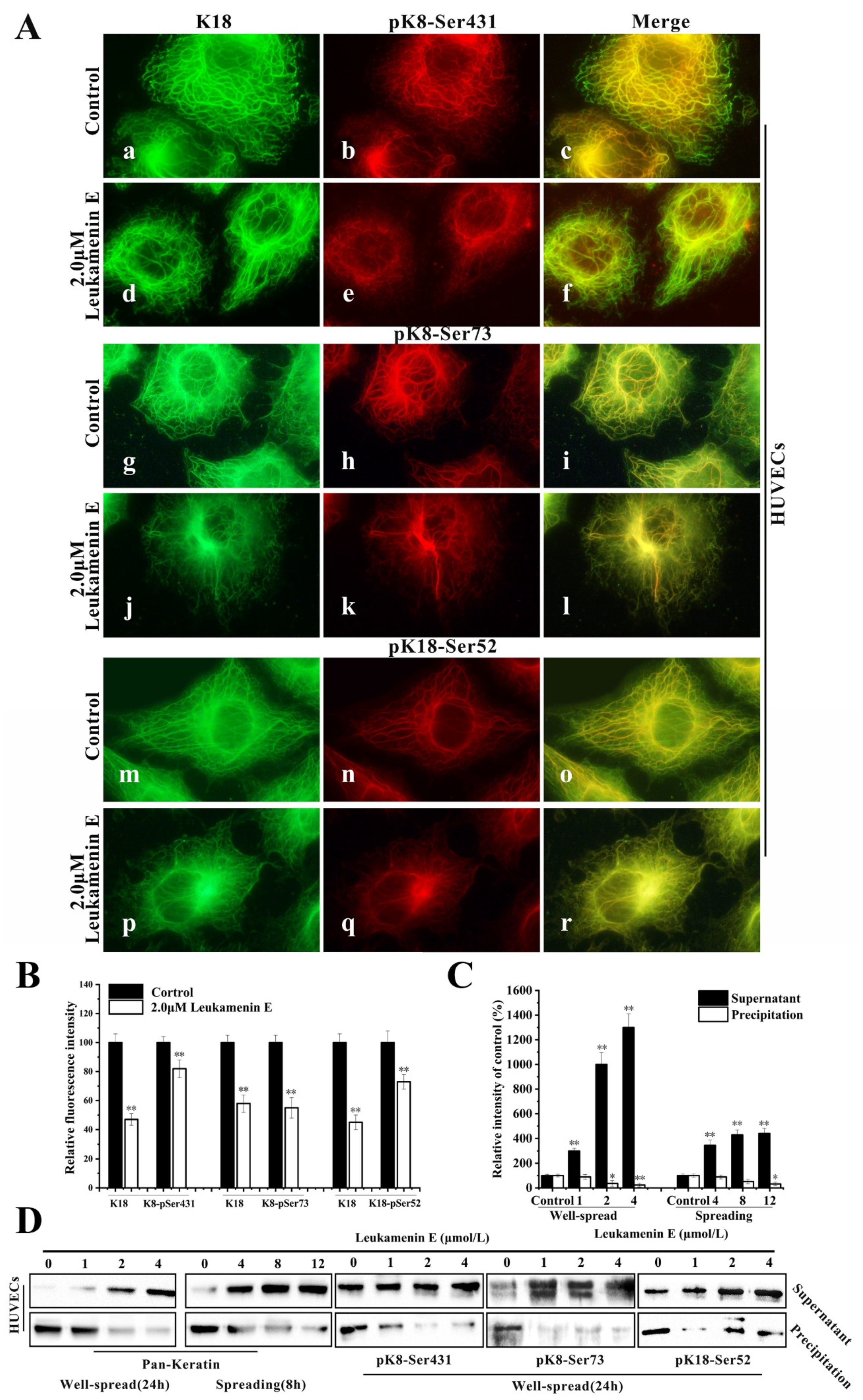 Ijms 21 03164 g007 Ijms 21 03164 g007