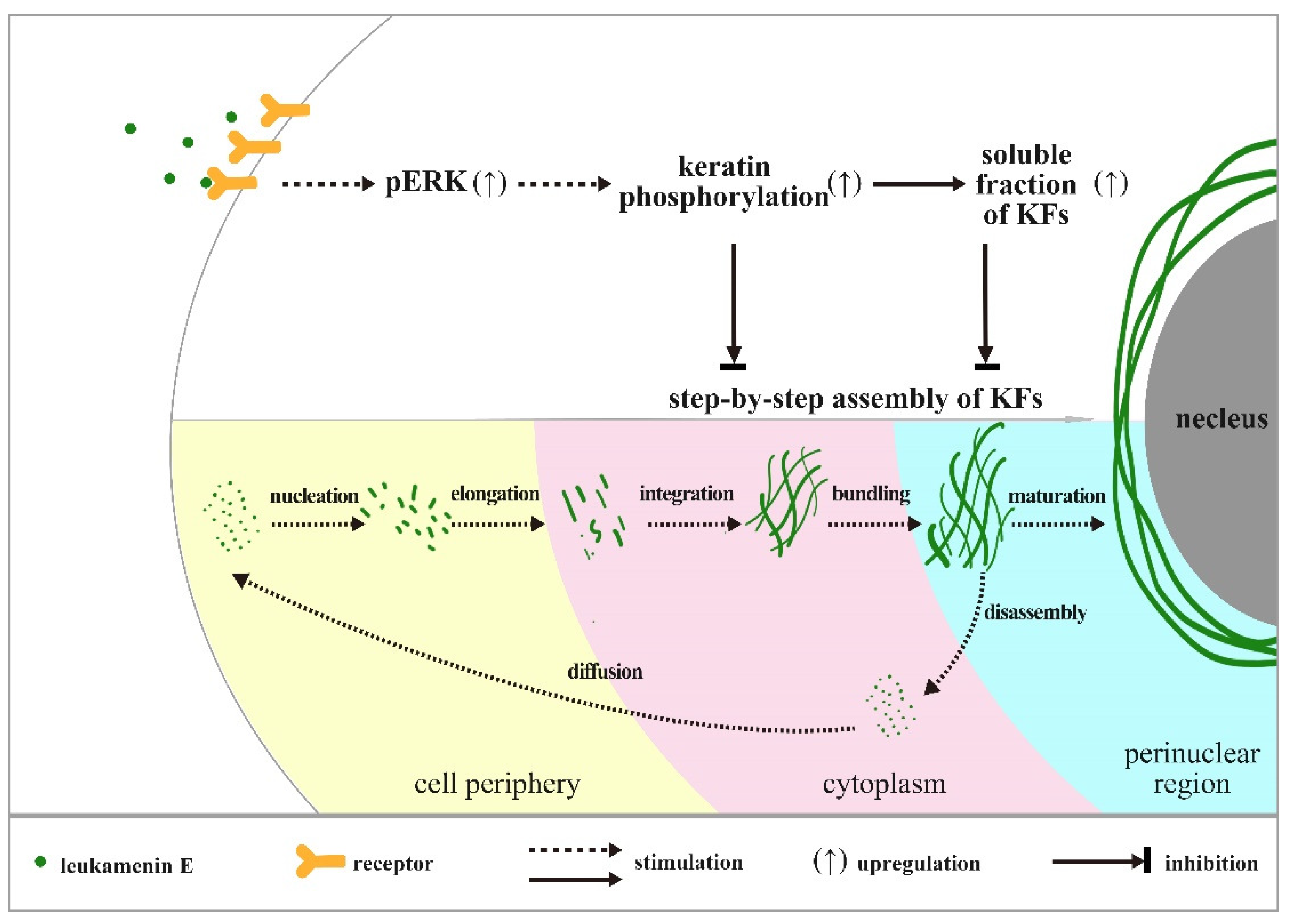 Ijms 21 03164 g010 Ijms 21 03164 g010