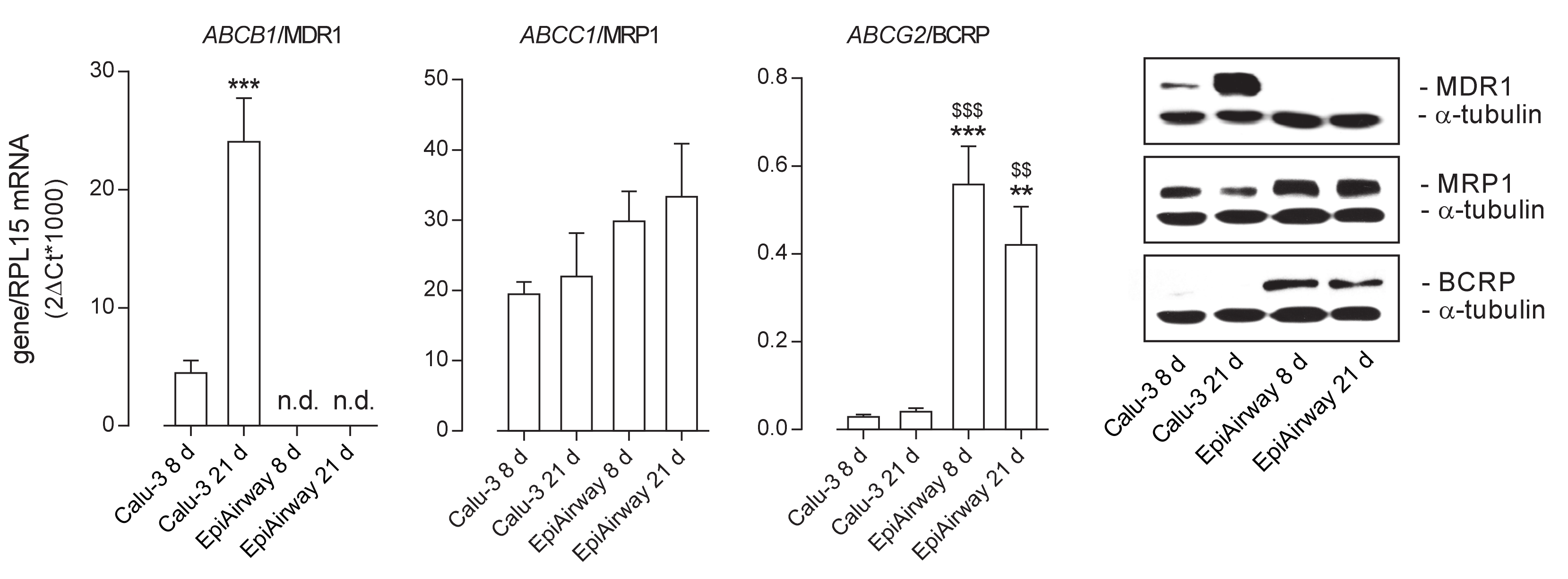Ijms 21 03190 g002 Ijms 21 03190 g002