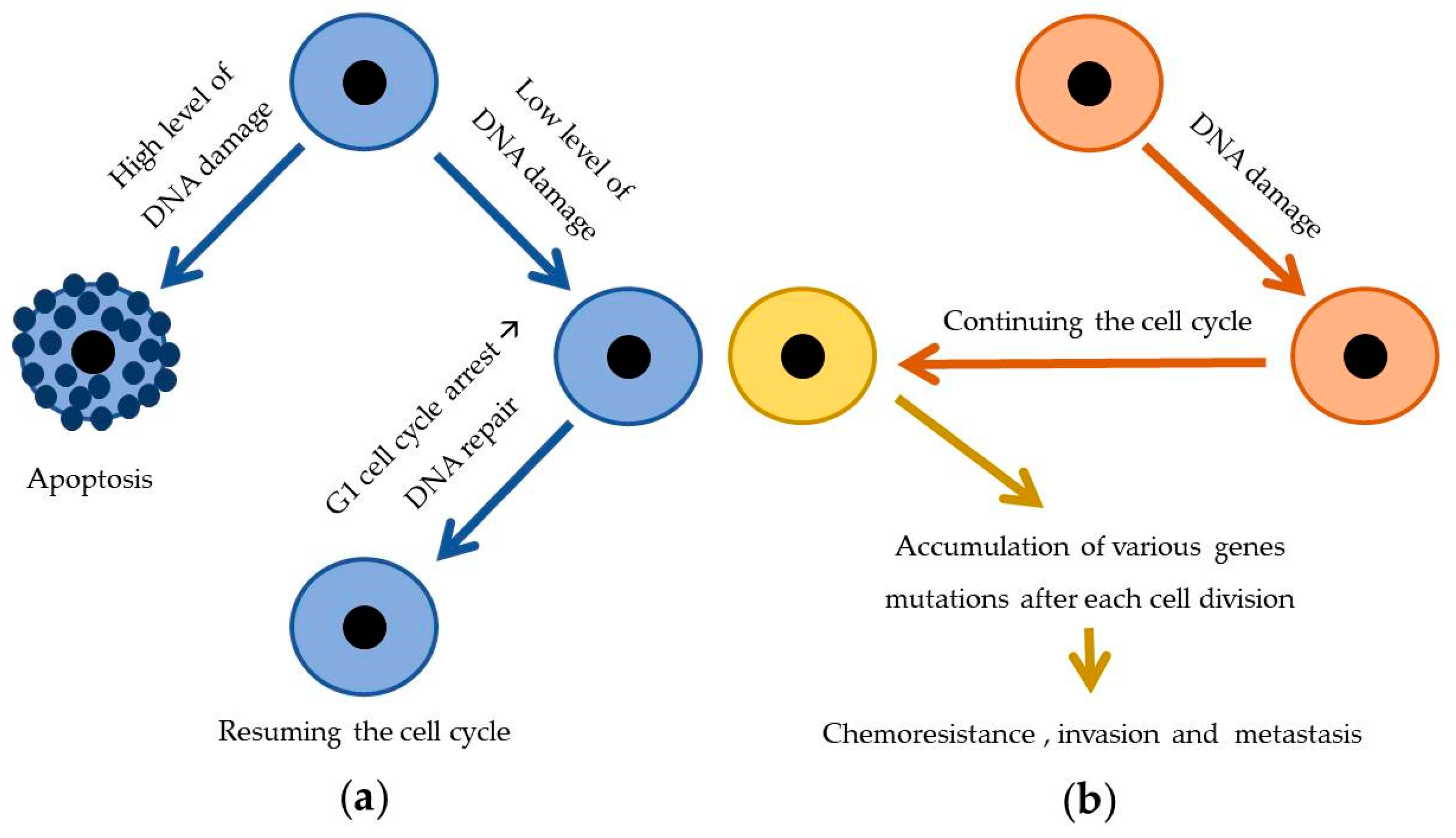 Ijms 21 03233 g003 Ijms 21 03233 g003