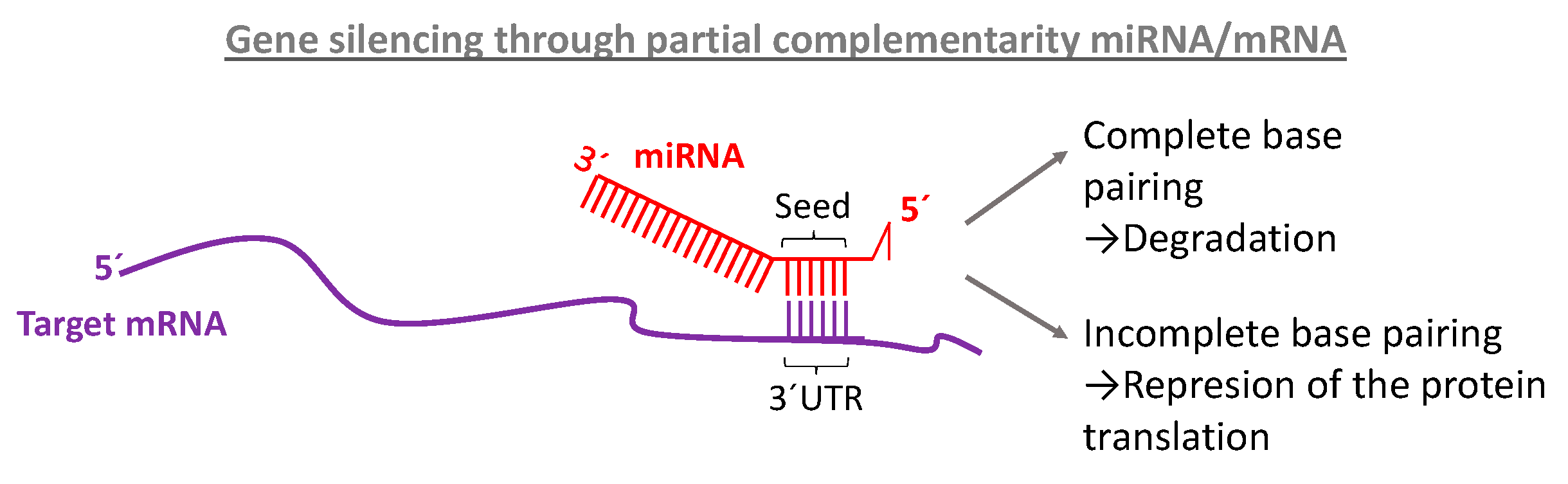 Ijms 21 03253 g002 Ijms 21 03253 g002