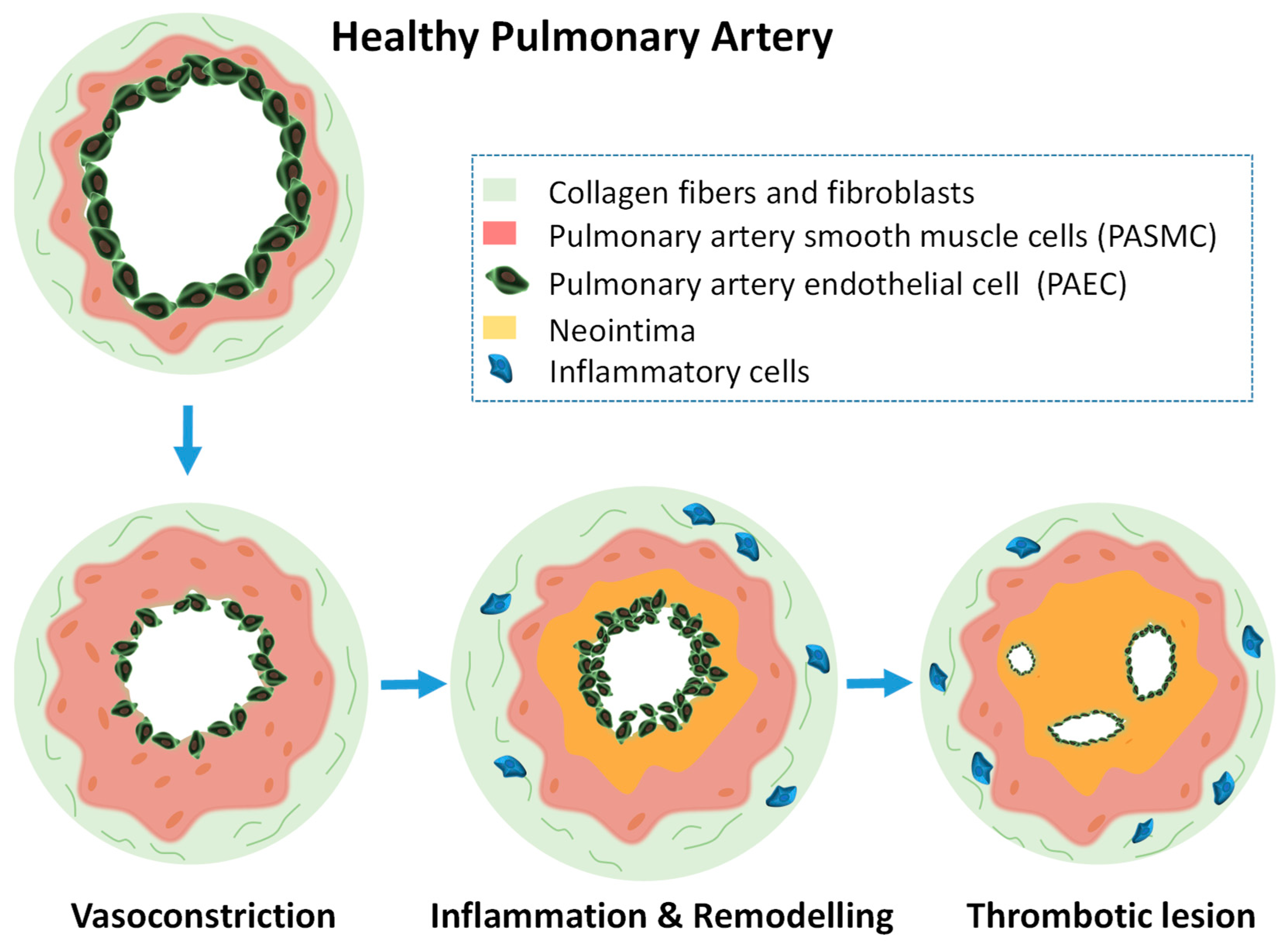 Ijms 21 03253 g004 Ijms 21 03253 g004