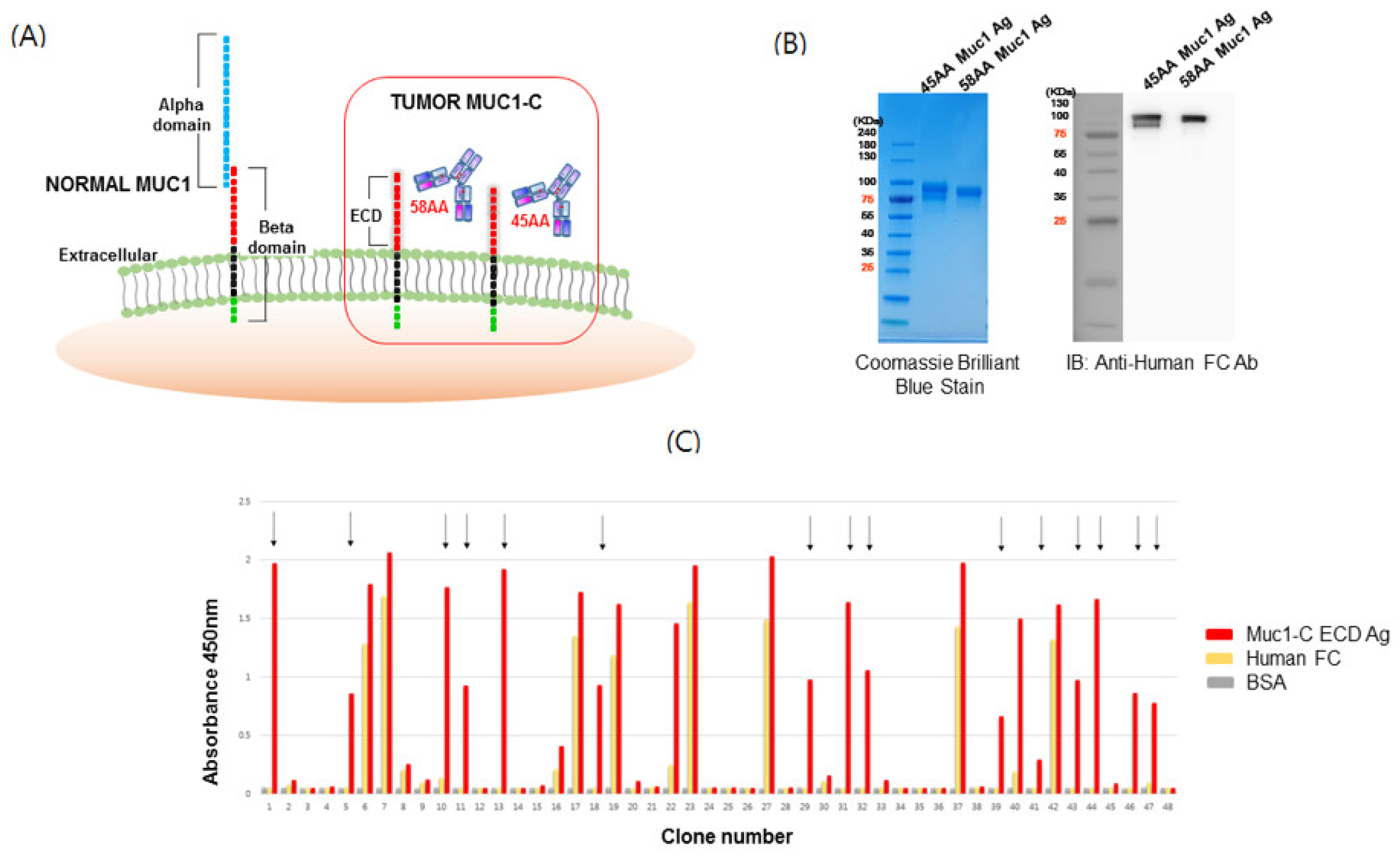 Ijms 21 03258 g001 Ijms 21 03258 g001