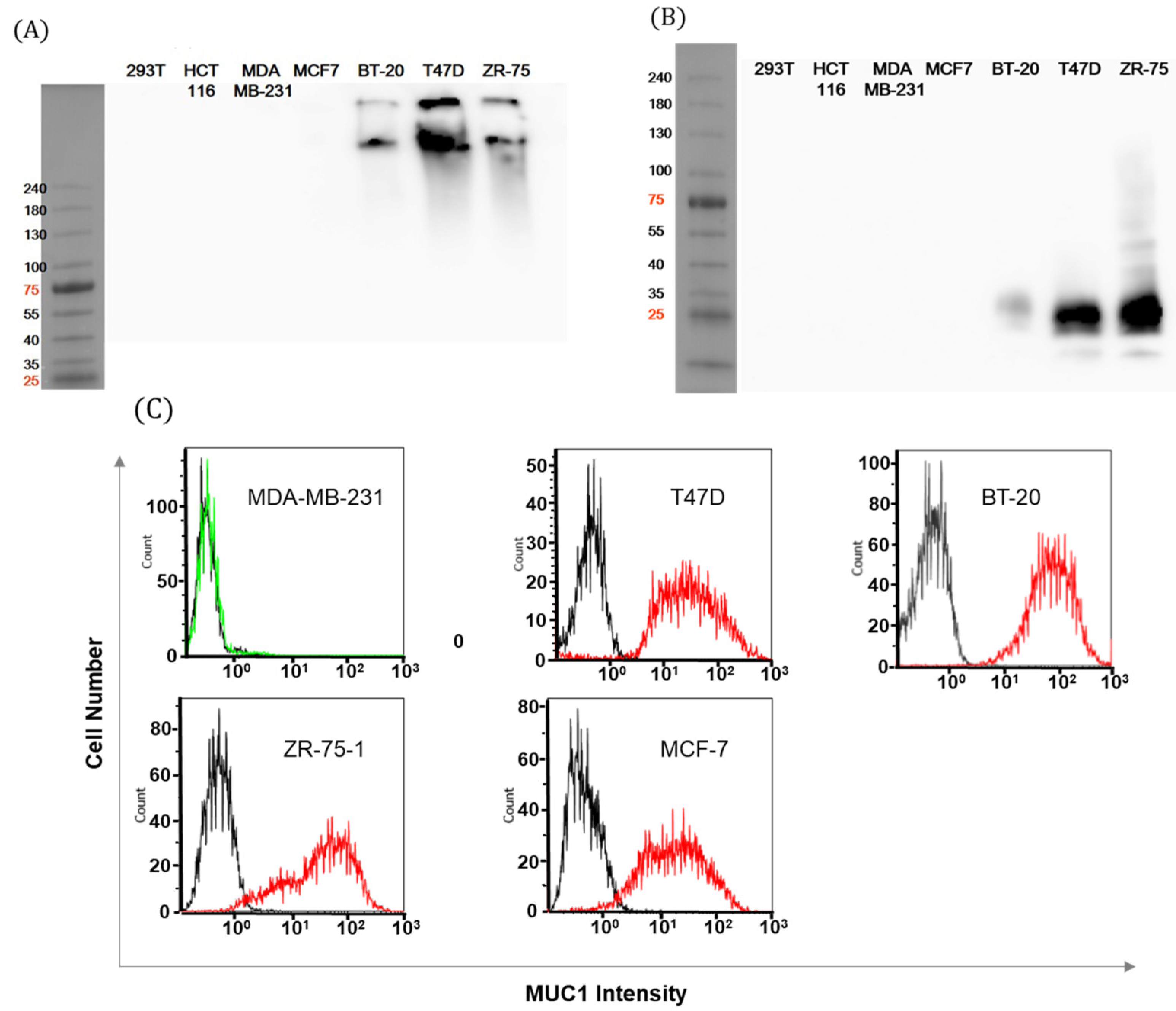 Ijms 21 03258 g002 Ijms 21 03258 g002