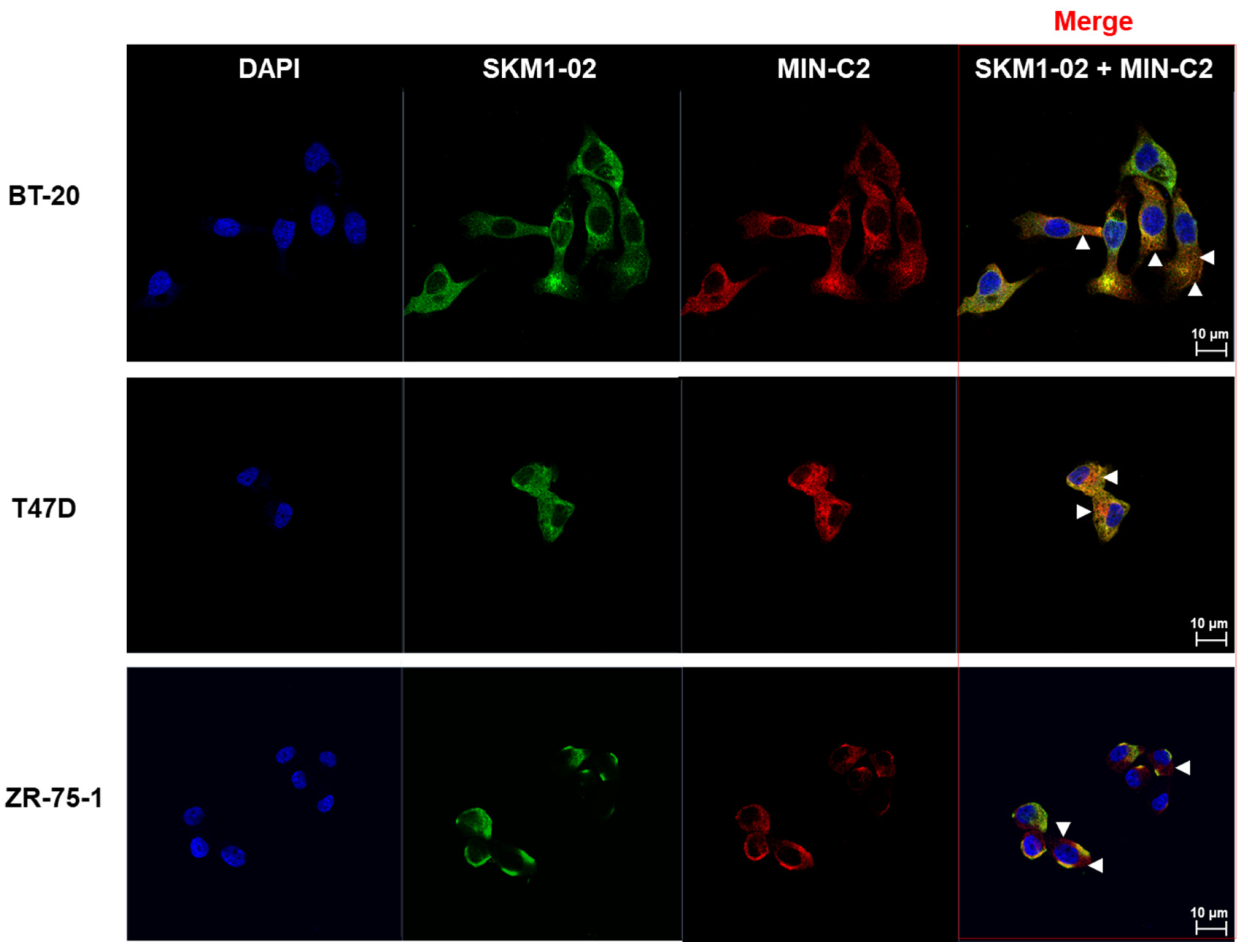 Ijms 21 03258 g005 Ijms 21 03258 g005