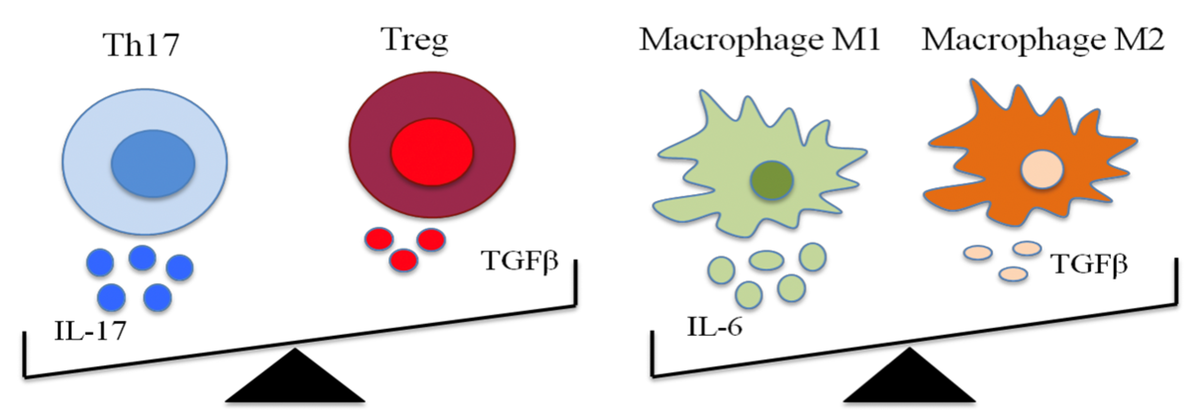 Ijms 21 03264 g002 Ijms 21 03264 g002