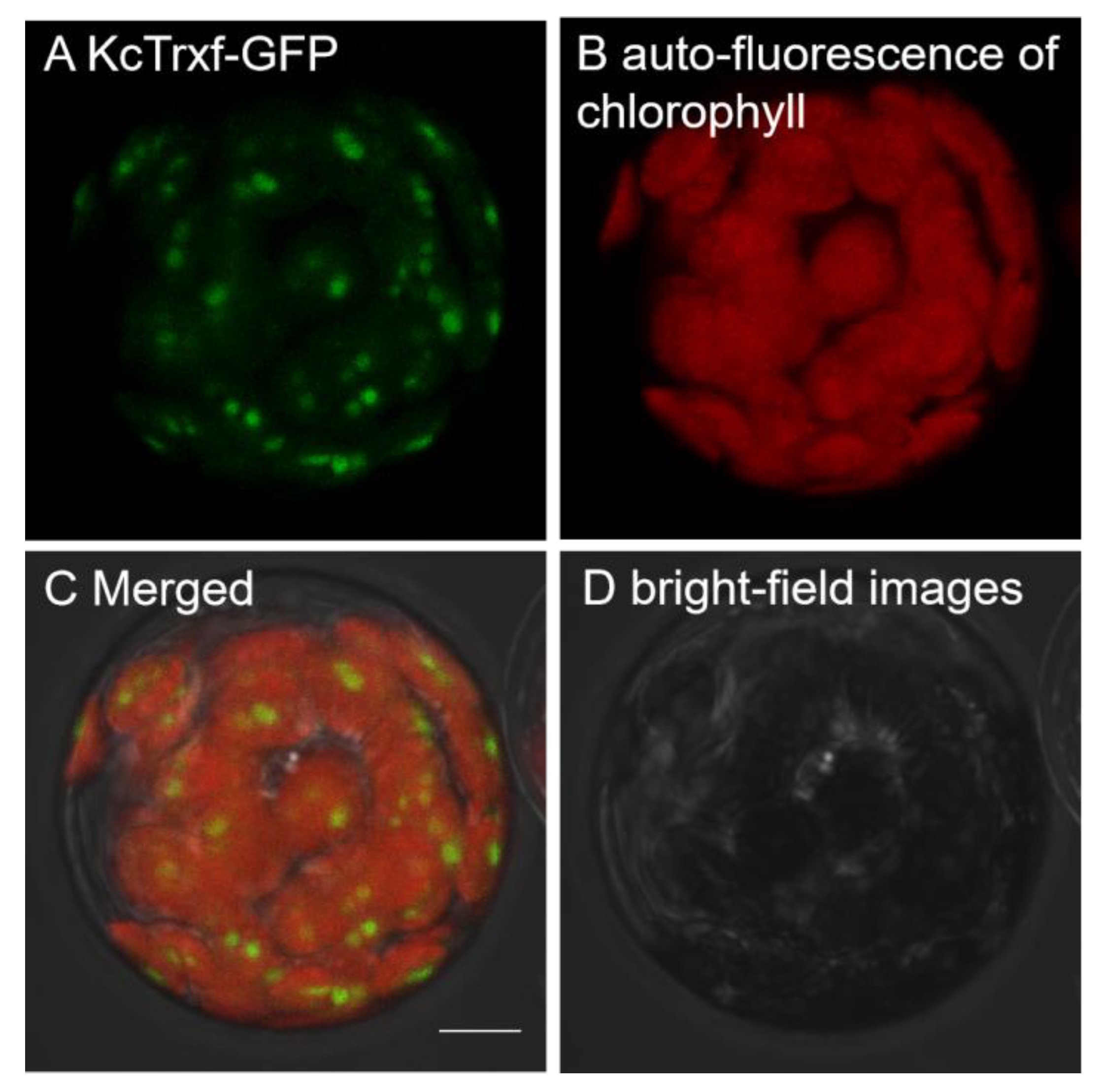 Ijms 21 03335 g003 Ijms 21 03335 g003