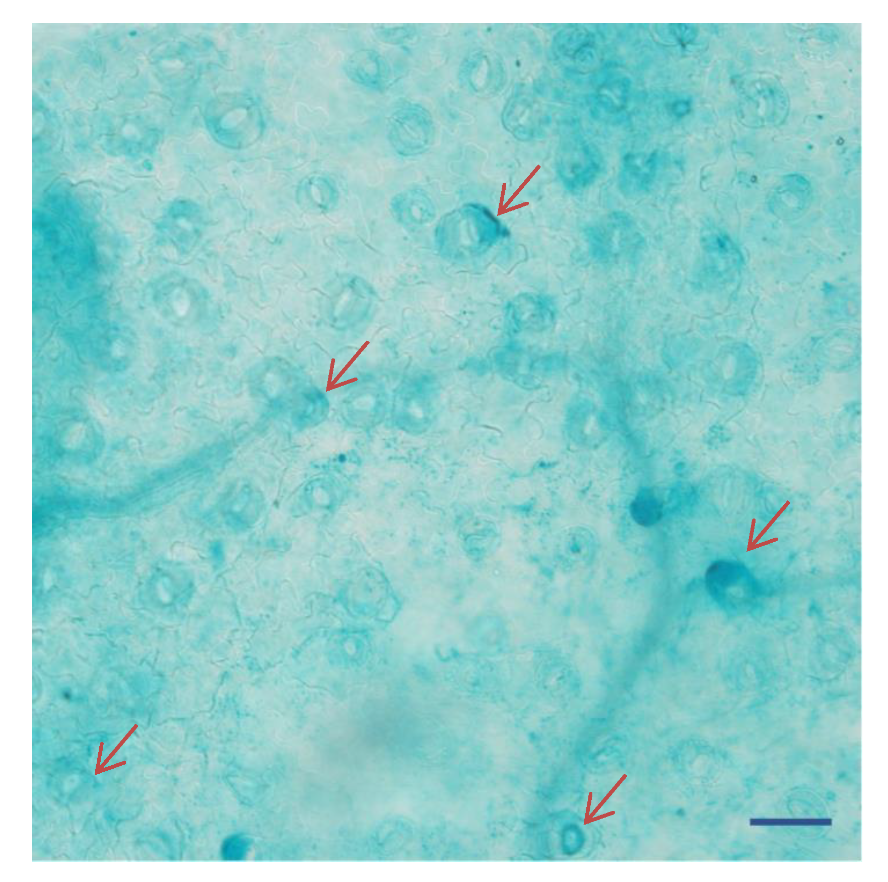 Ijms 21 03335 g004 Ijms 21 03335 g004