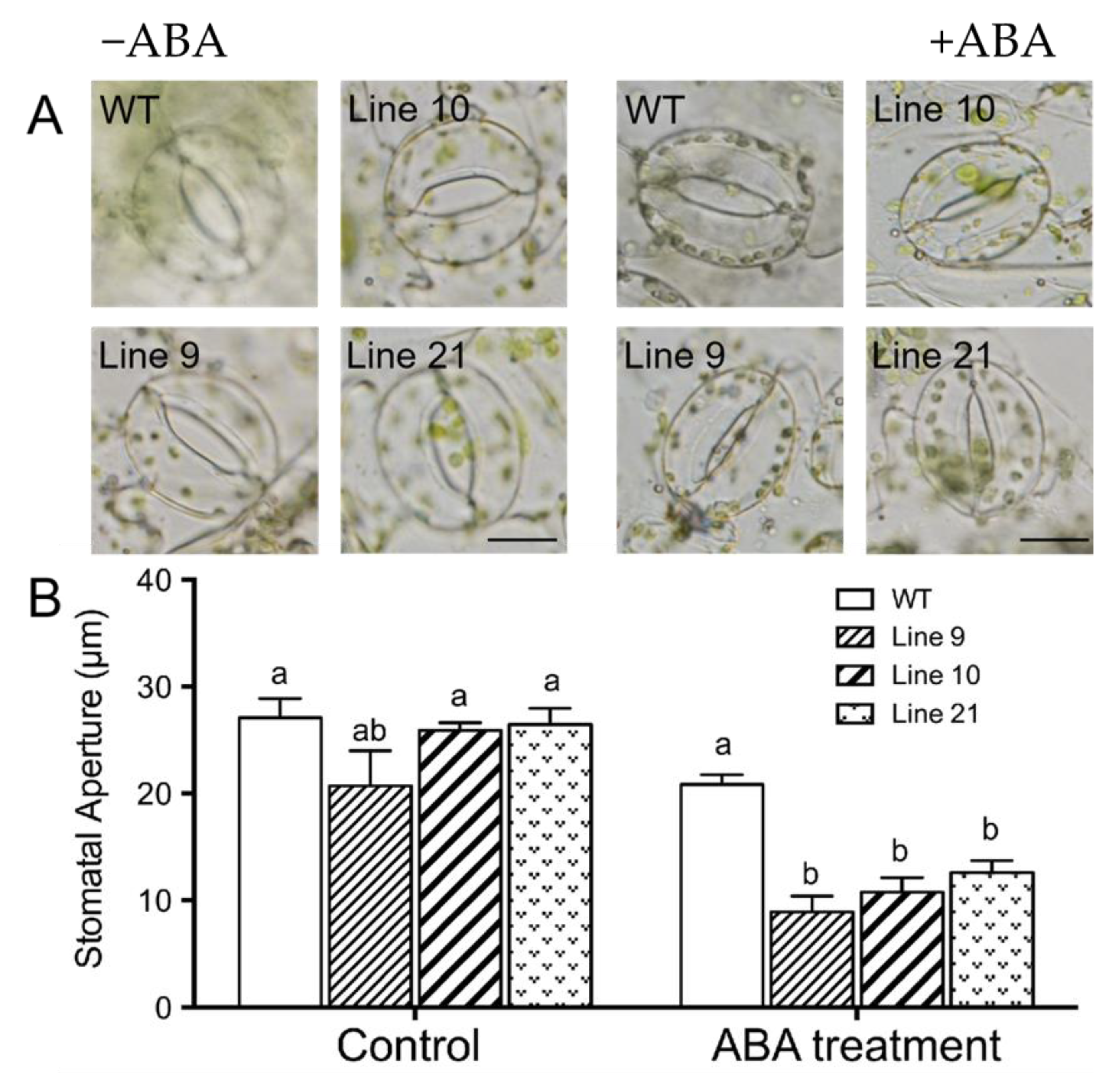 Ijms 21 03335 g009 Ijms 21 03335 g009