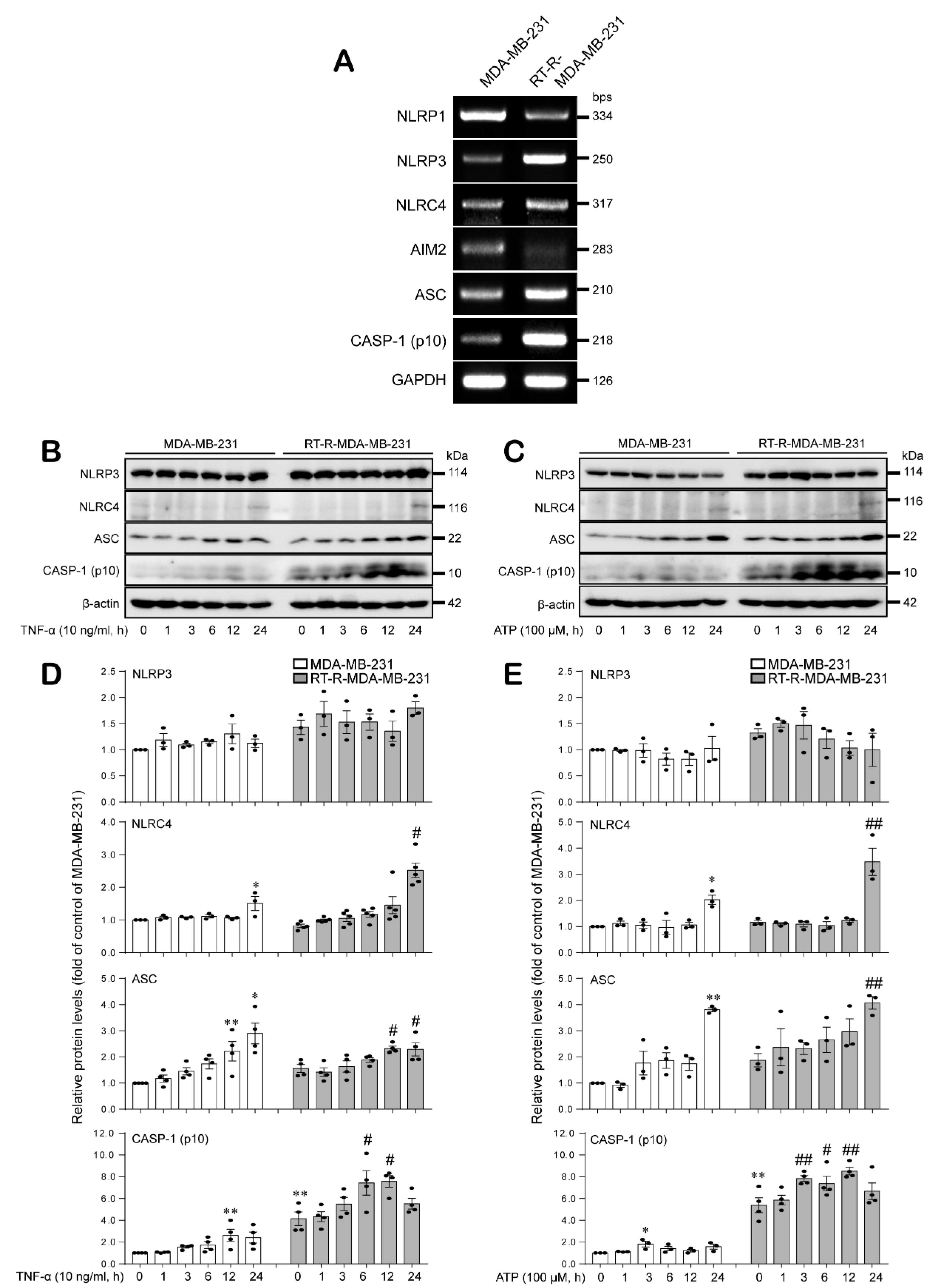 Ijms 21 03337 g001 Ijms 21 03337 g001