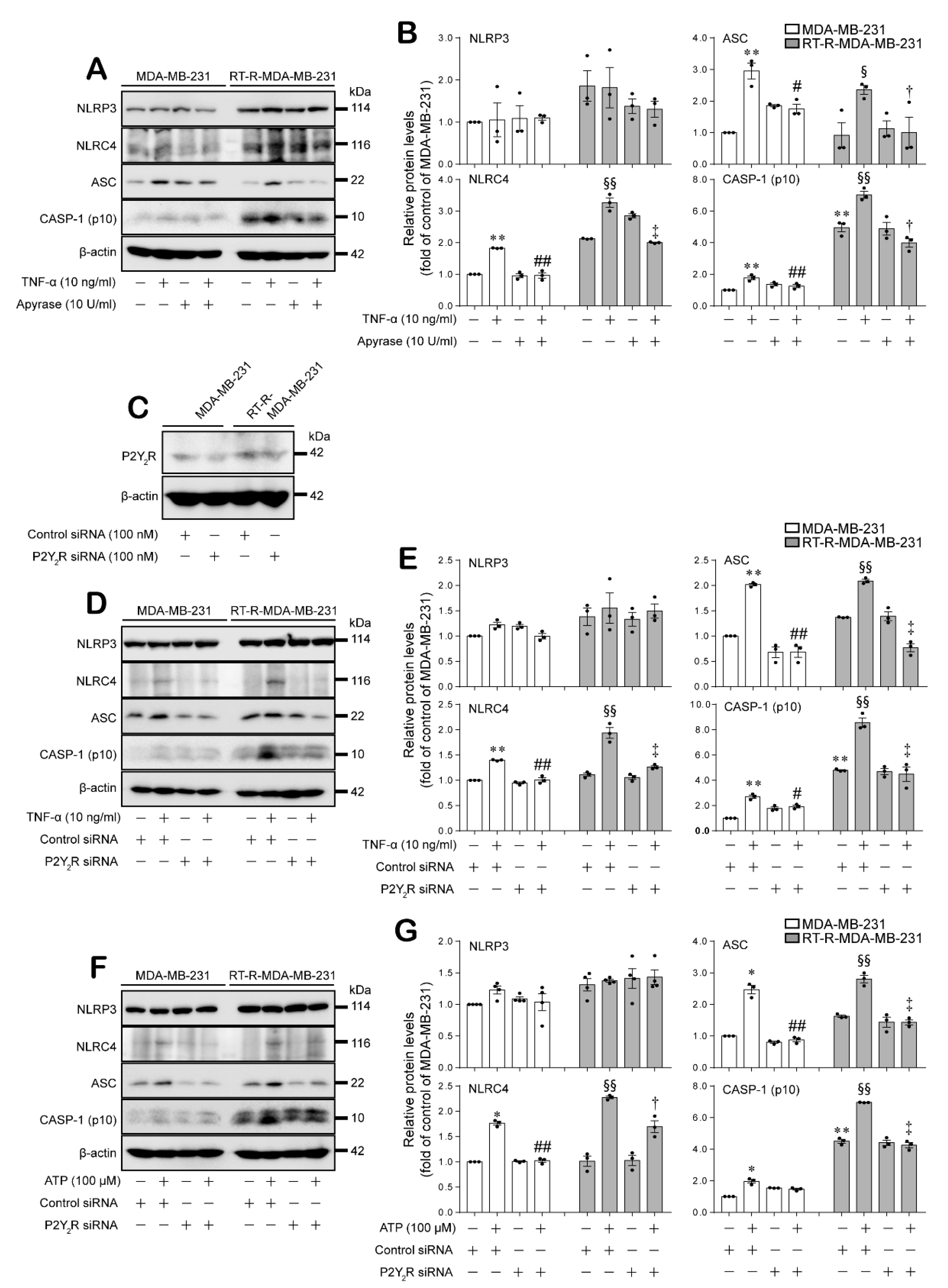 Ijms 21 03337 g002 Ijms 21 03337 g002