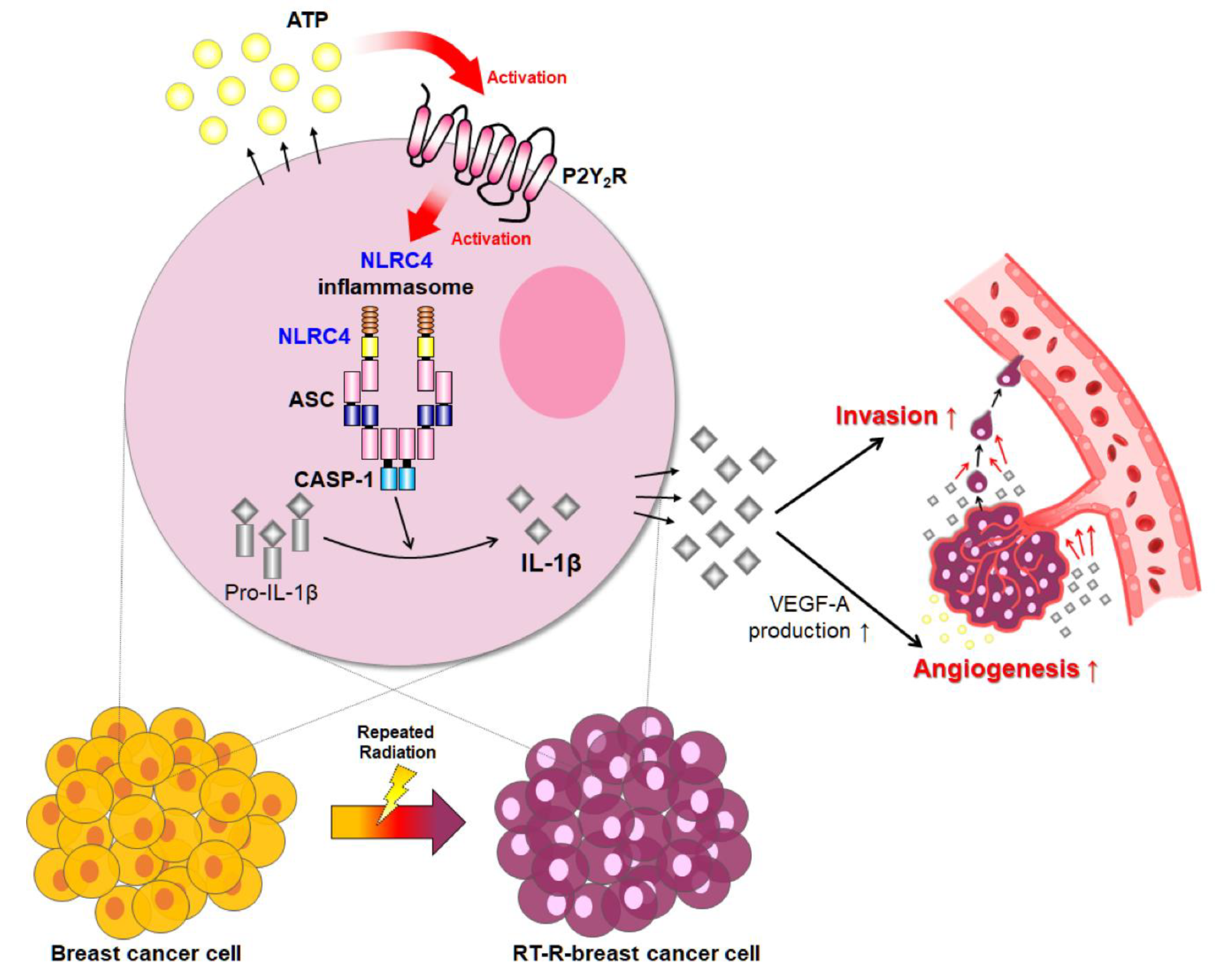 Ijms 21 03337 g005 Ijms 21 03337 g005