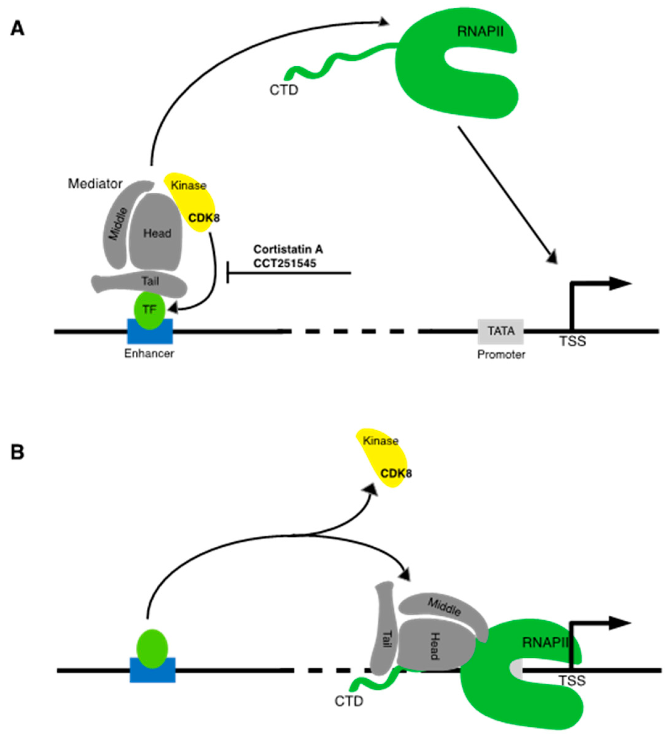 Ijms 21 03354 g001 Ijms 21 03354 g001