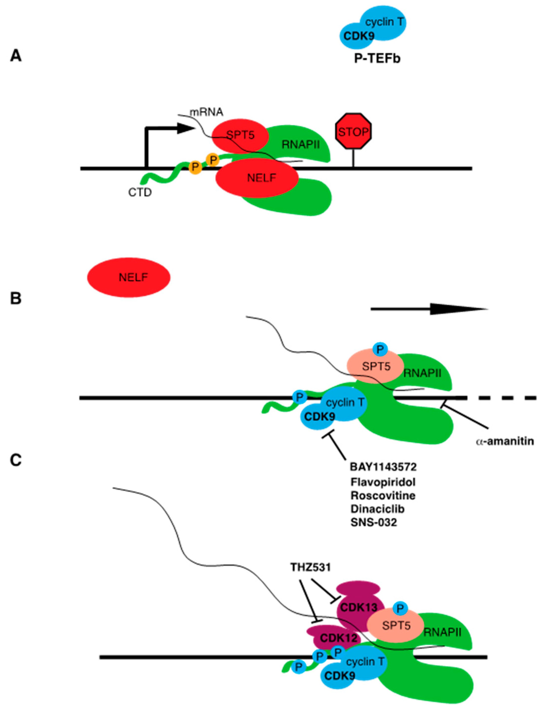 Ijms 21 03354 g003 Ijms 21 03354 g003