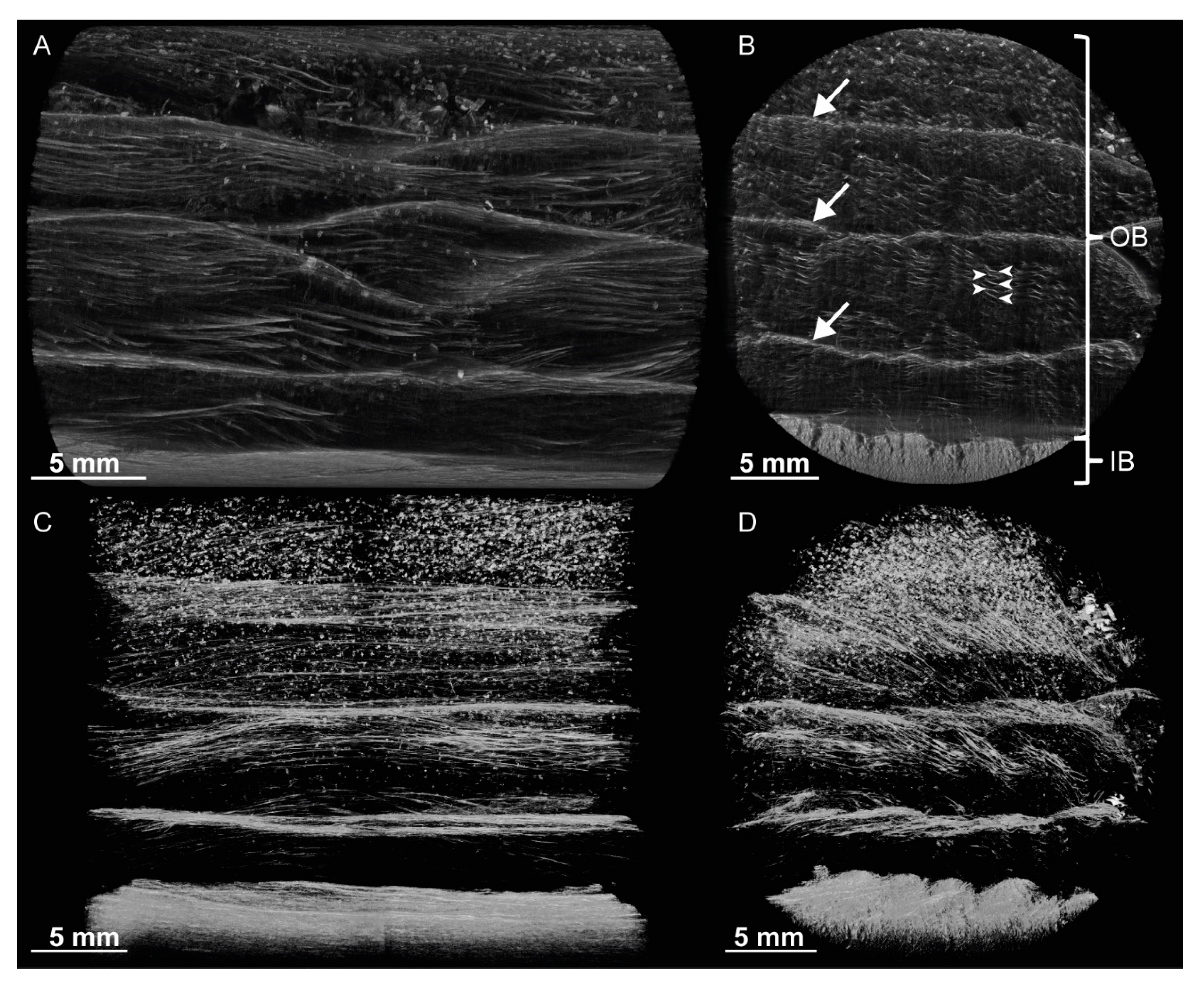 Ijms 21 03355 g002 Ijms 21 03355 g002