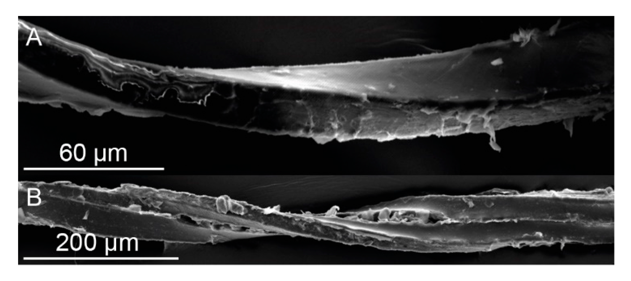 Ijms 21 03355 g004 Ijms 21 03355 g004