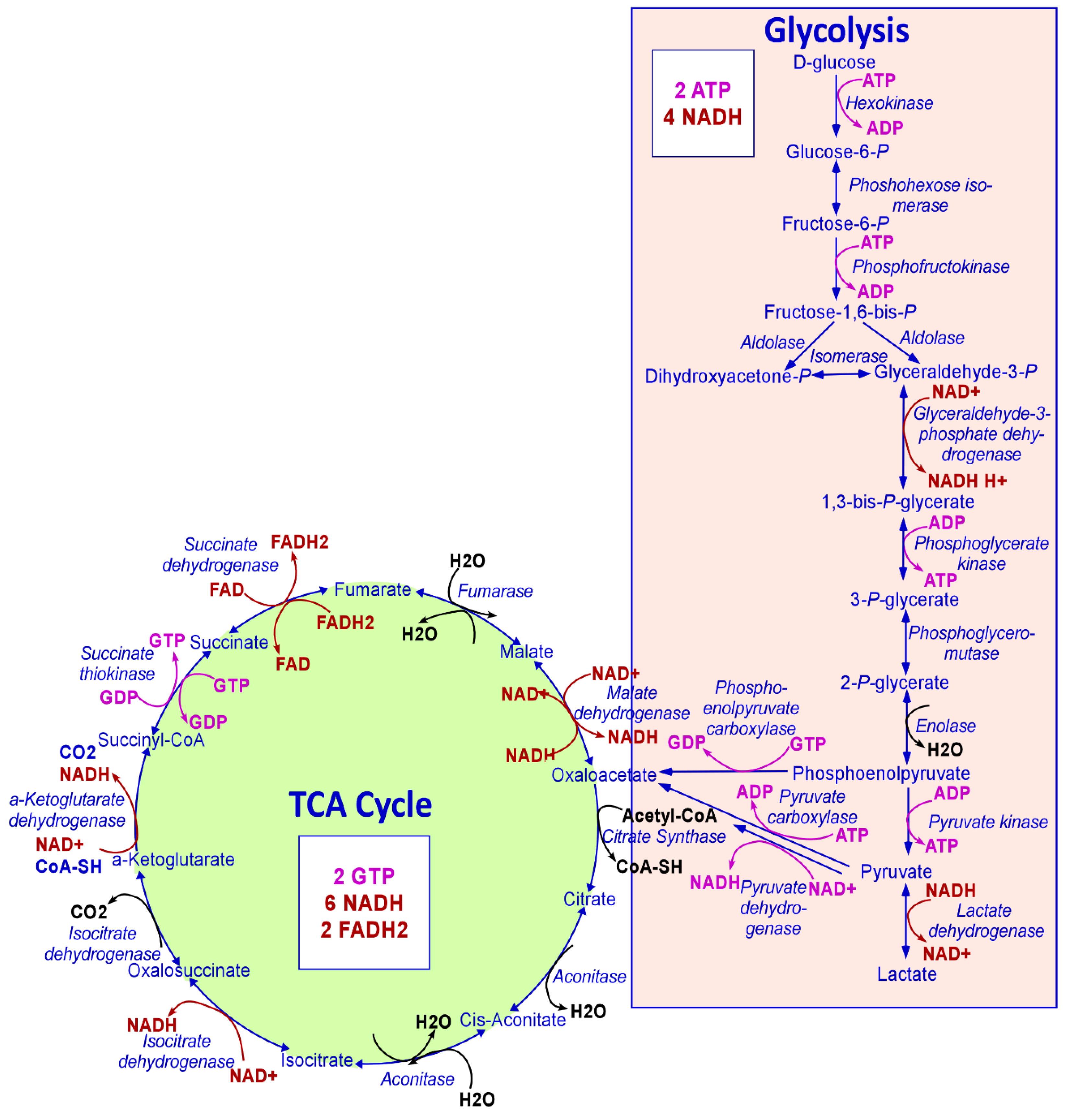 Ijms 21 03363 g001 Ijms 21 03363 g001