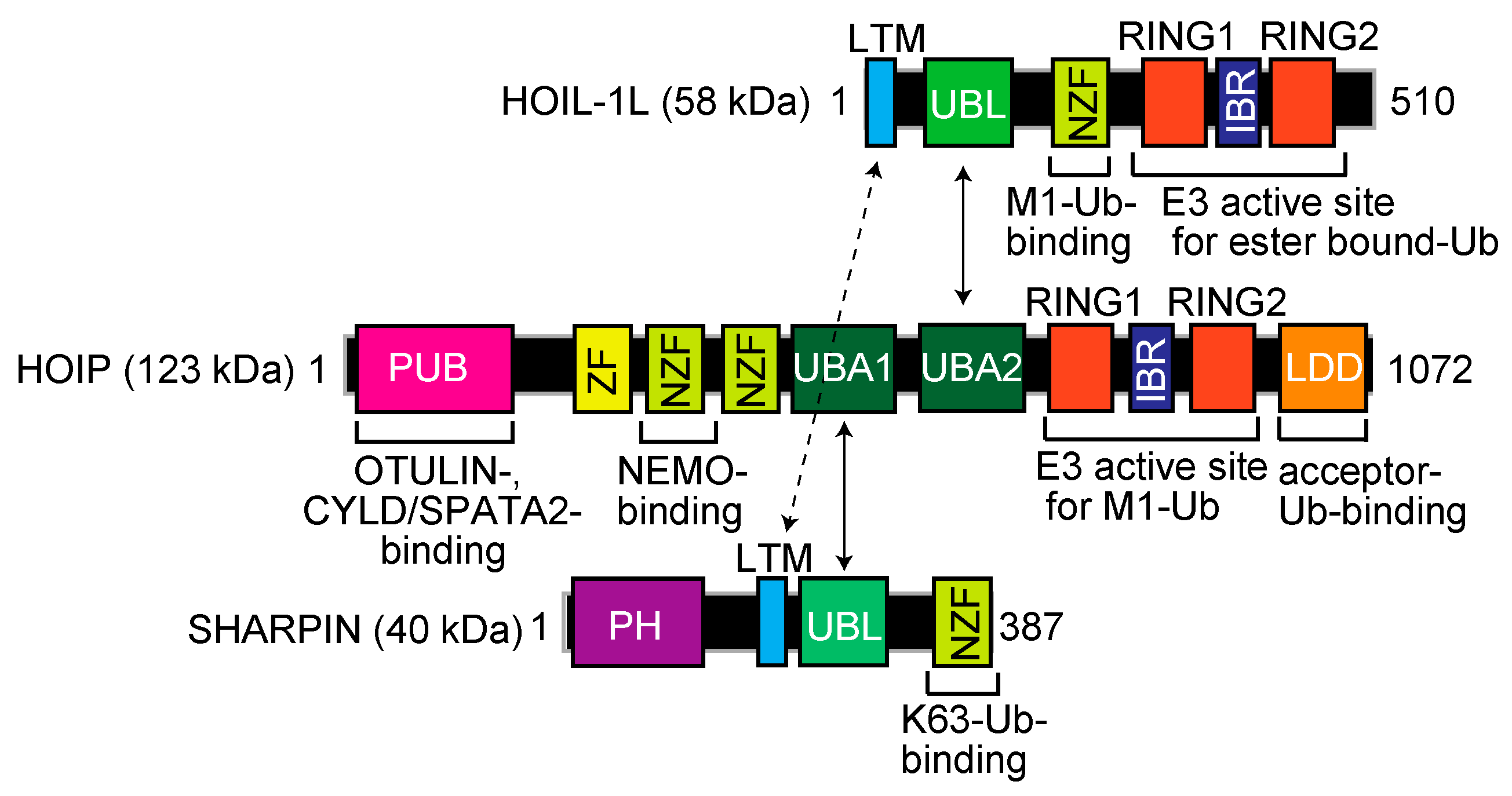 Ijms 21 03381 g001 Ijms 21 03381 g001