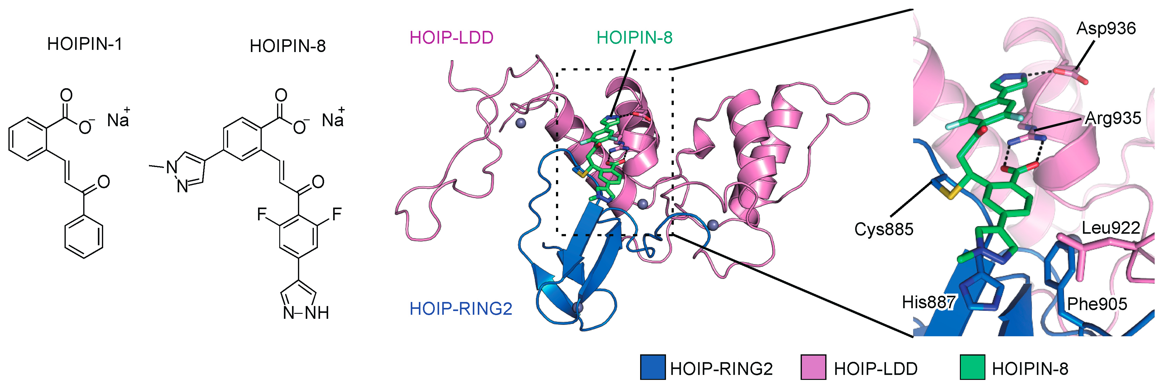 Ijms 21 03381 g005 Ijms 21 03381 g005