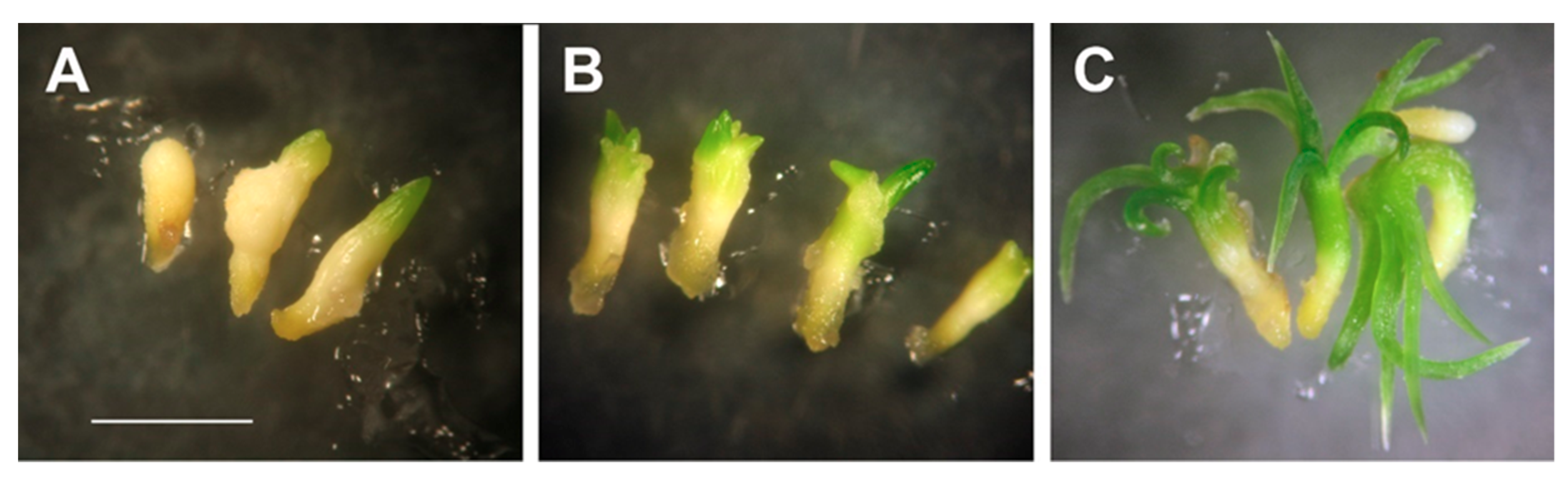 Ijms 21 03394 g005 Ijms 21 03394 g005