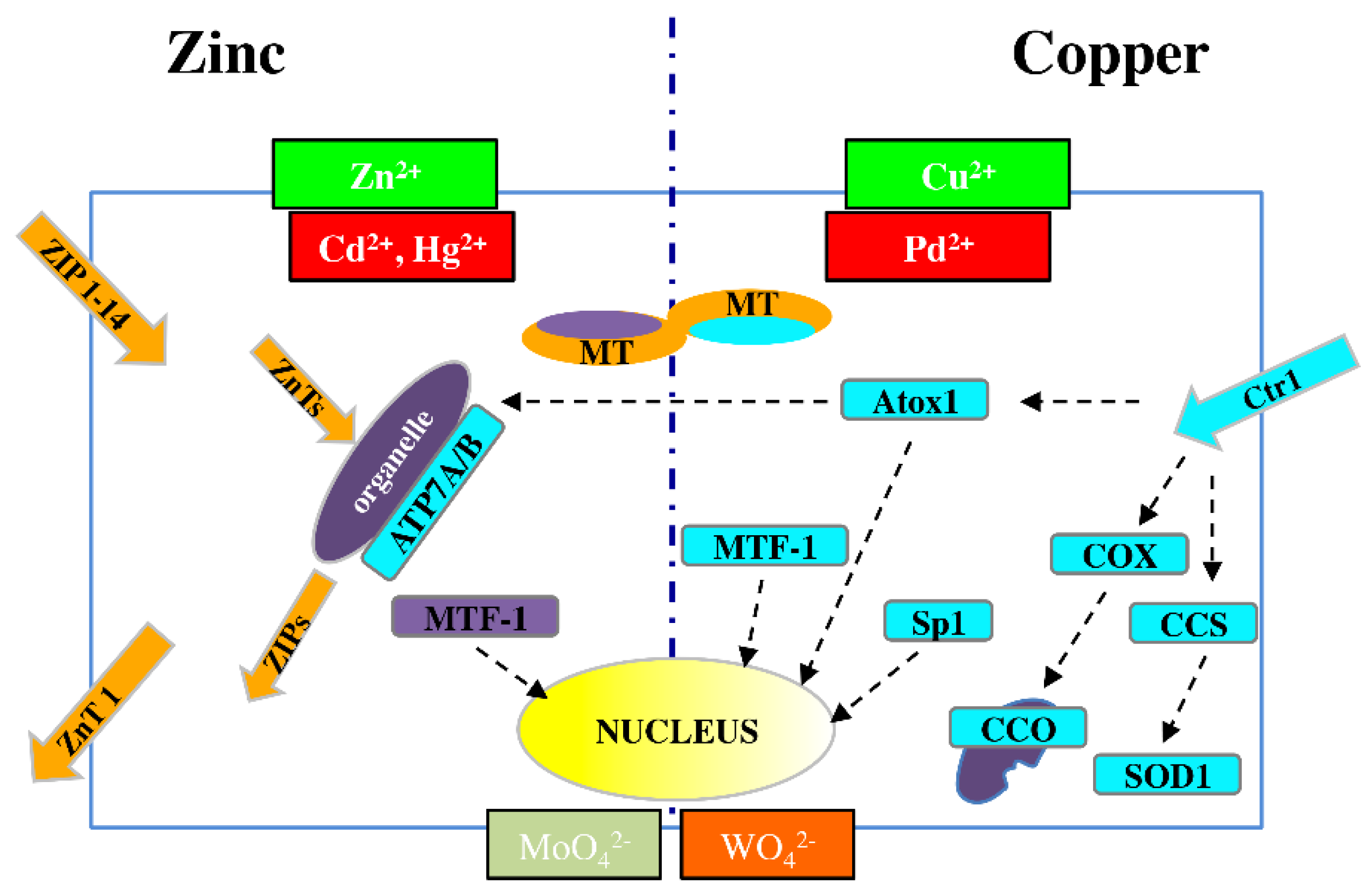 Ijms 21 03425 g001 Ijms 21 03425 g001