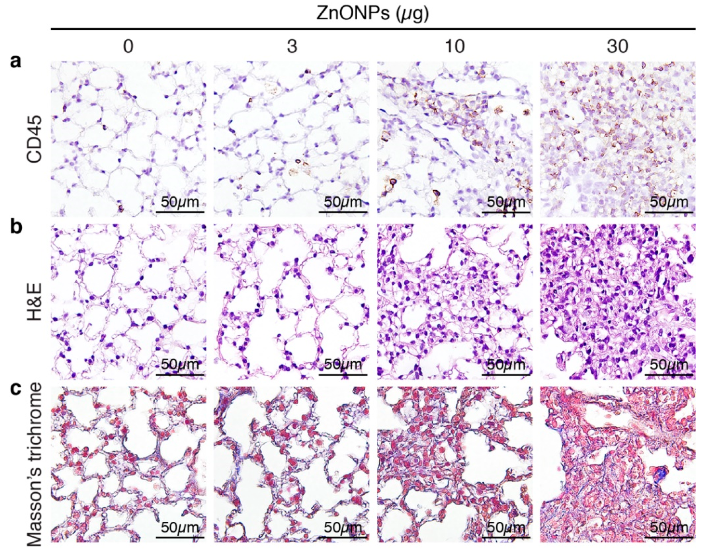 Ijms 21 03437 g001 Ijms 21 03437 g001