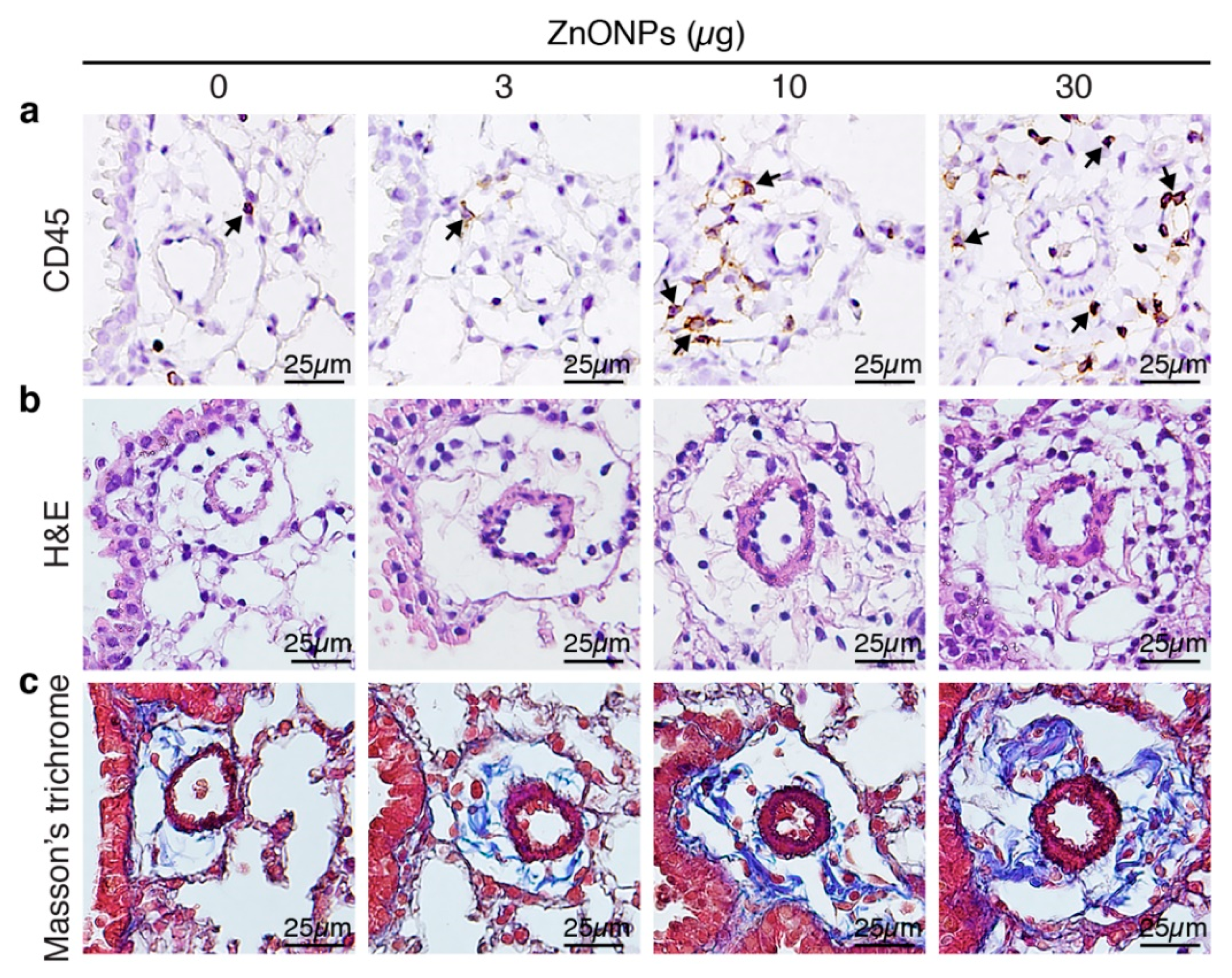 Ijms 21 03437 g002 Ijms 21 03437 g002