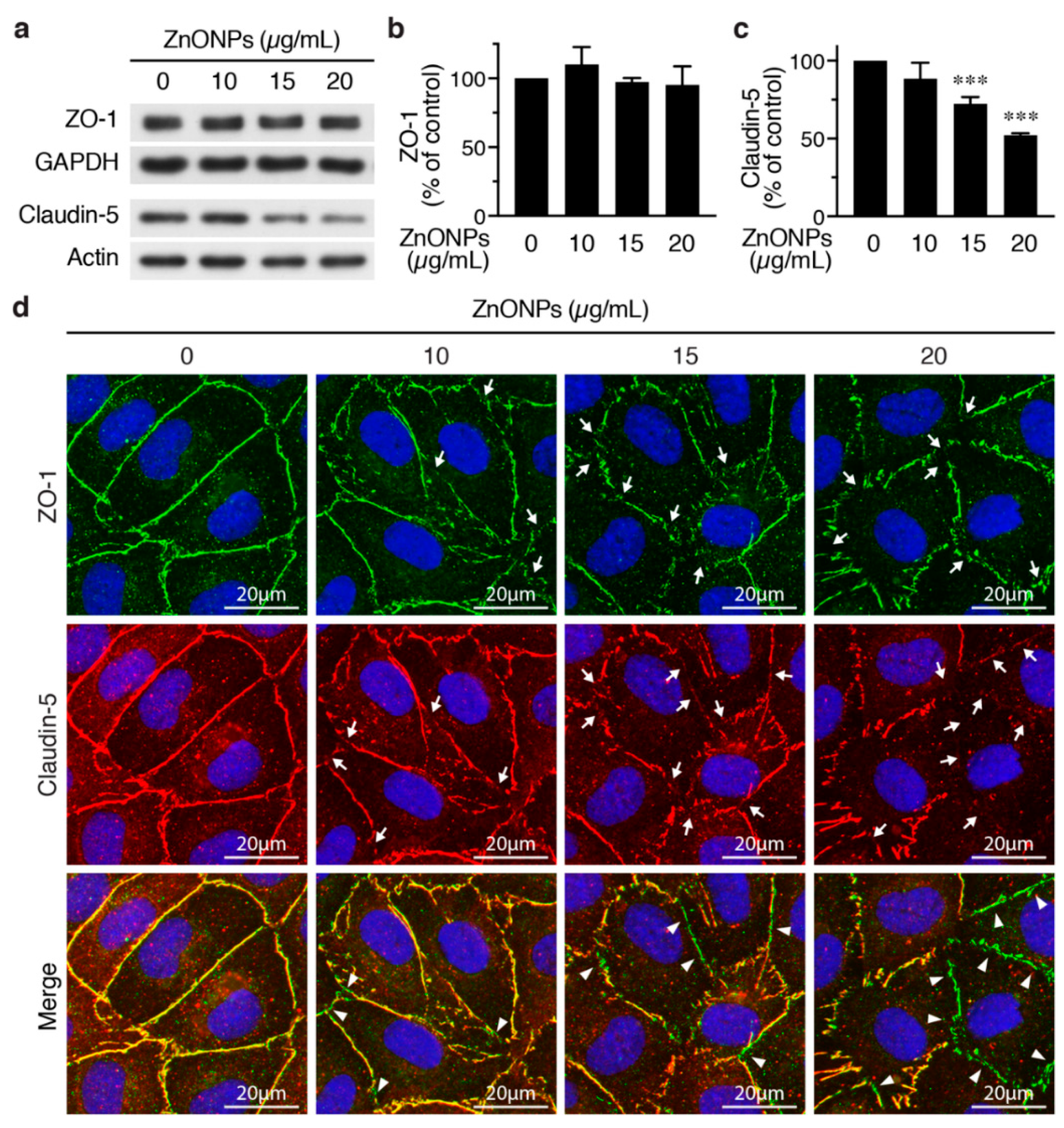 Ijms 21 03437 g004 Ijms 21 03437 g004
