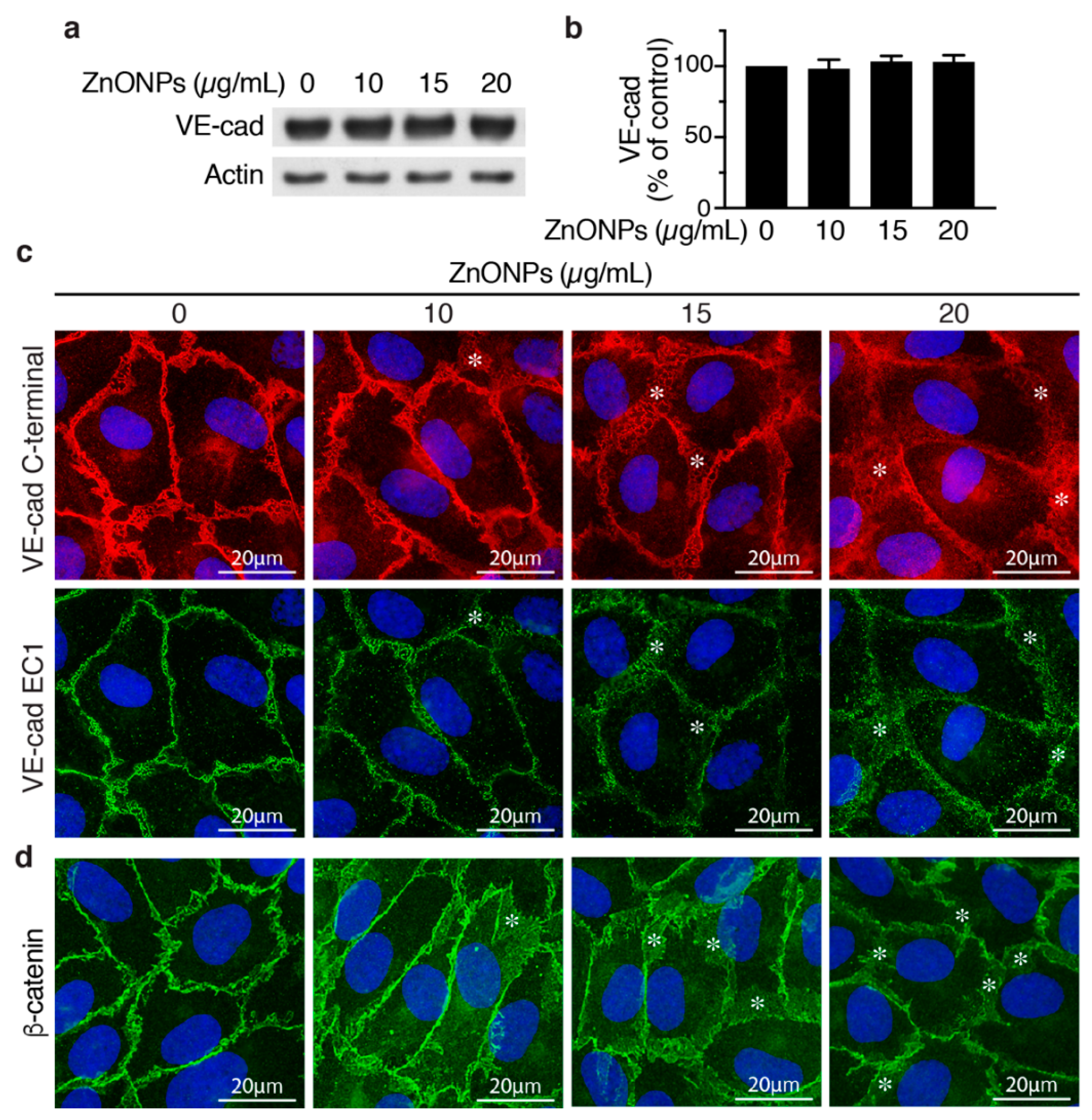 Ijms 21 03437 g005 Ijms 21 03437 g005