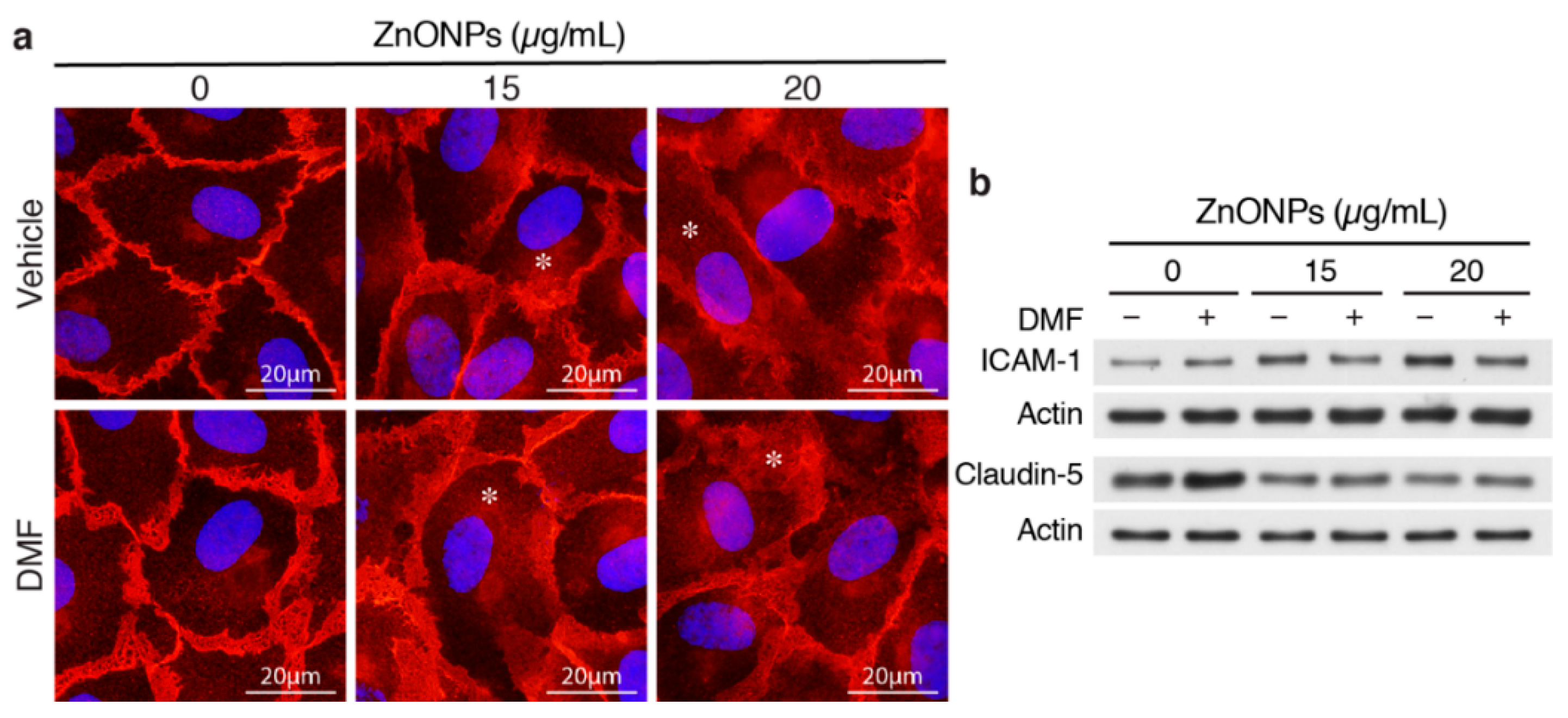 Ijms 21 03437 g007 Ijms 21 03437 g007