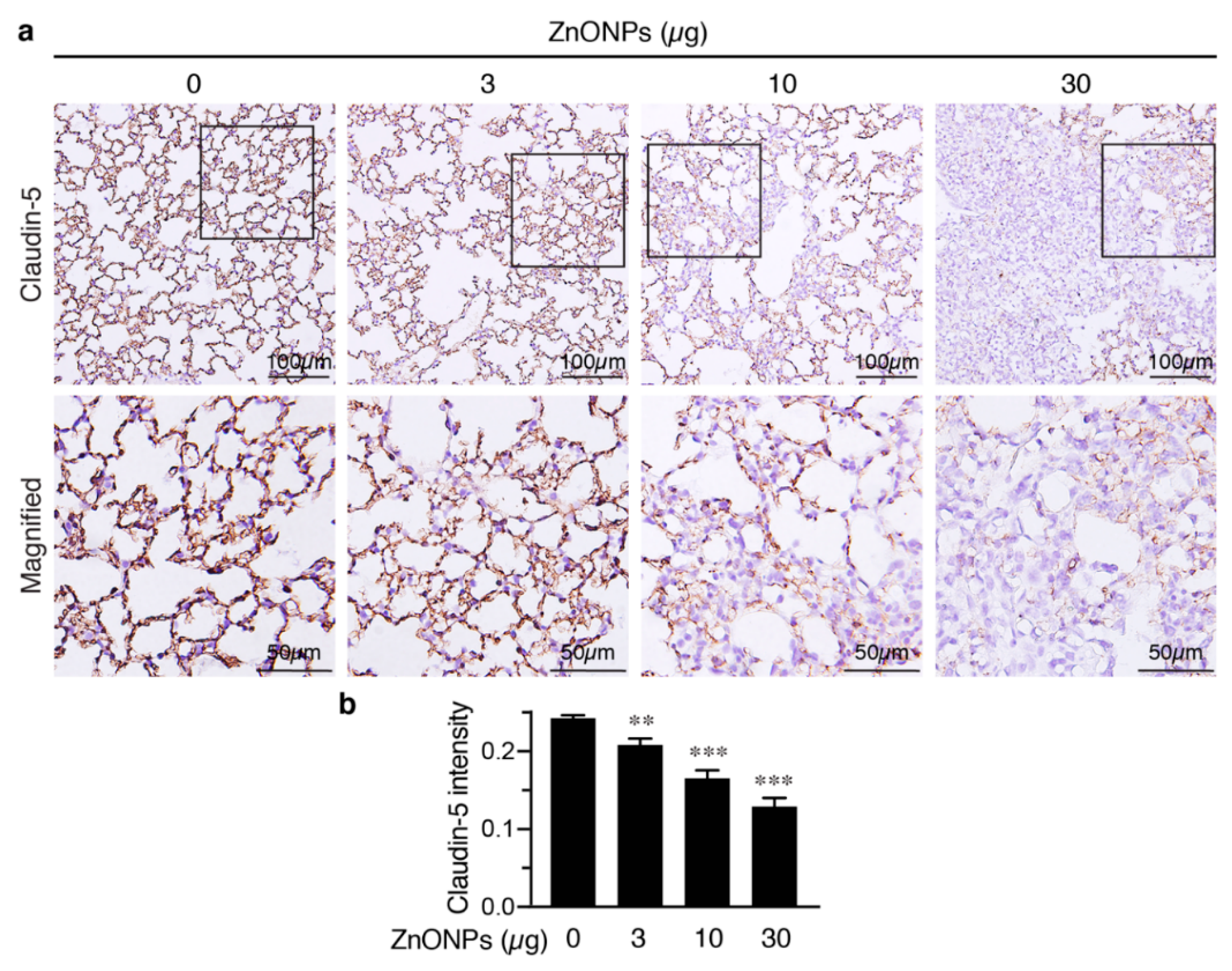 Ijms 21 03437 g009 Ijms 21 03437 g009