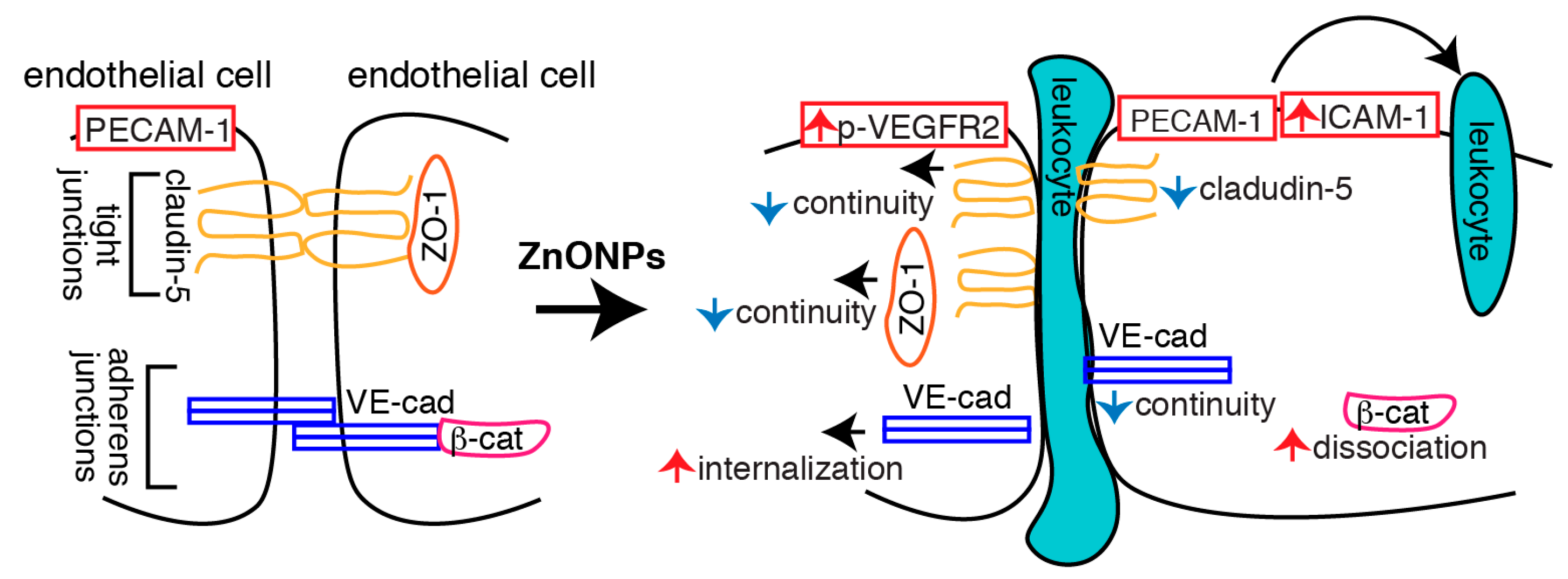 Ijms 21 03437 g010 Ijms 21 03437 g010