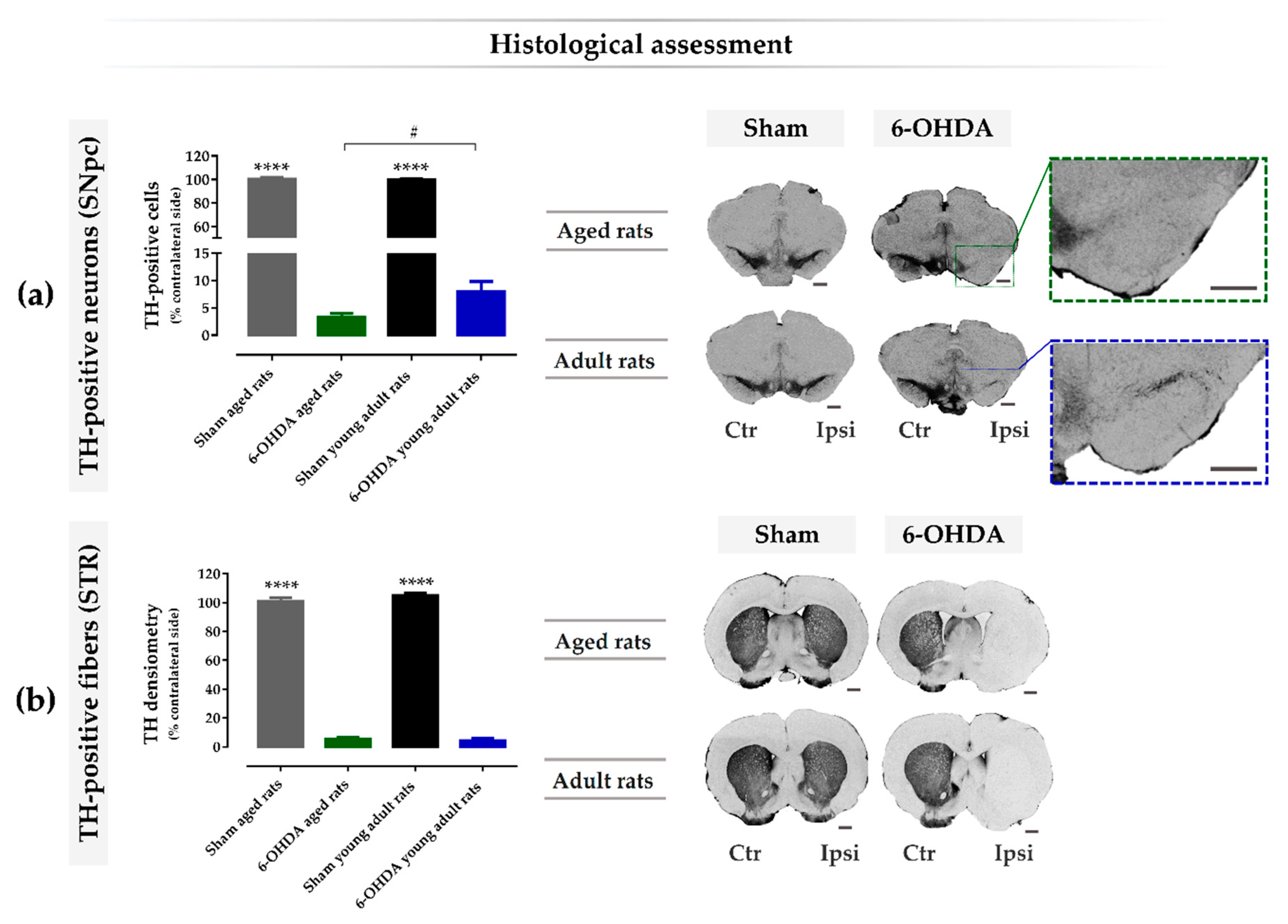 Ijms 21 03459 g004 Ijms 21 03459 g004
