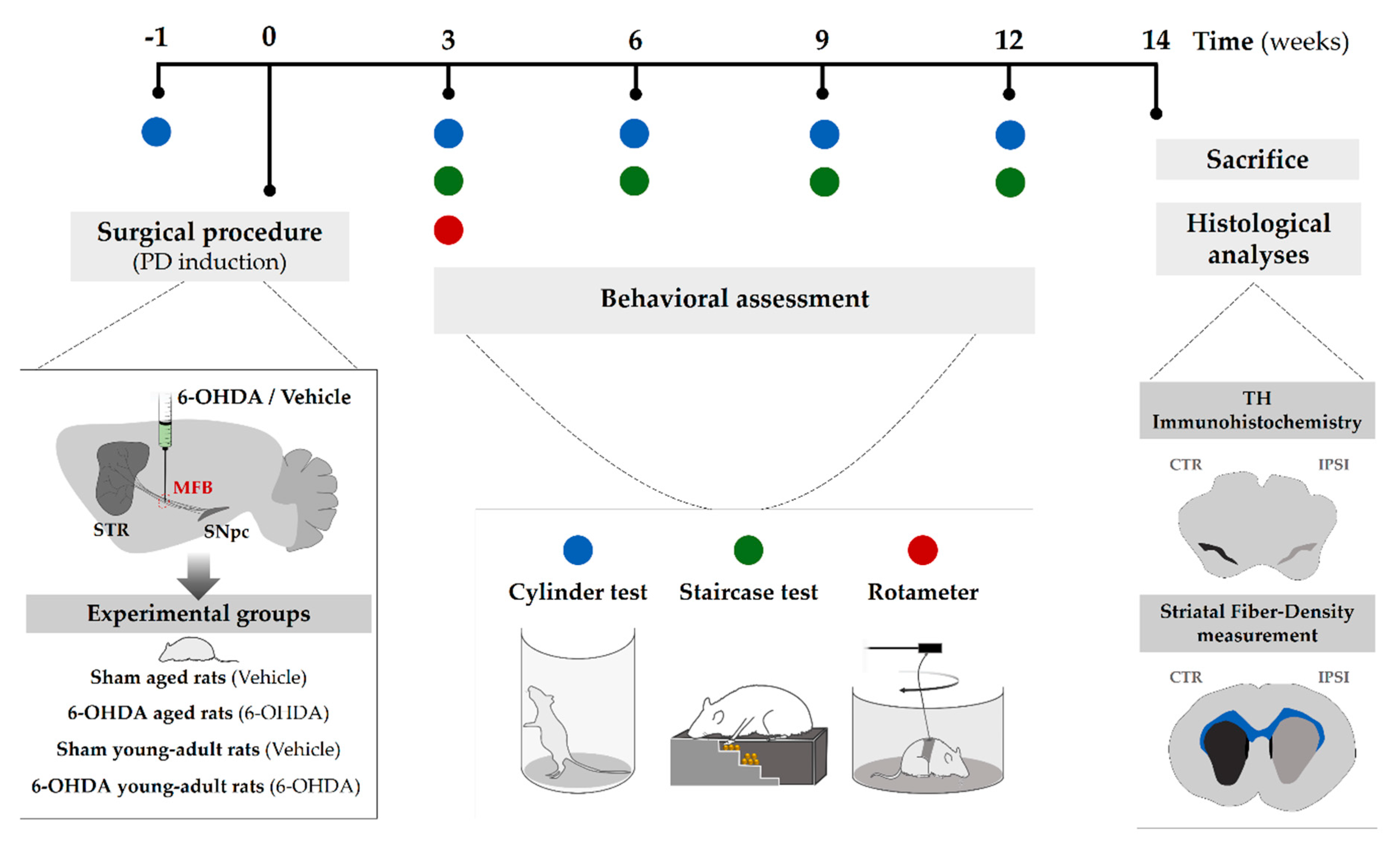 Ijms 21 03459 g005 Ijms 21 03459 g005